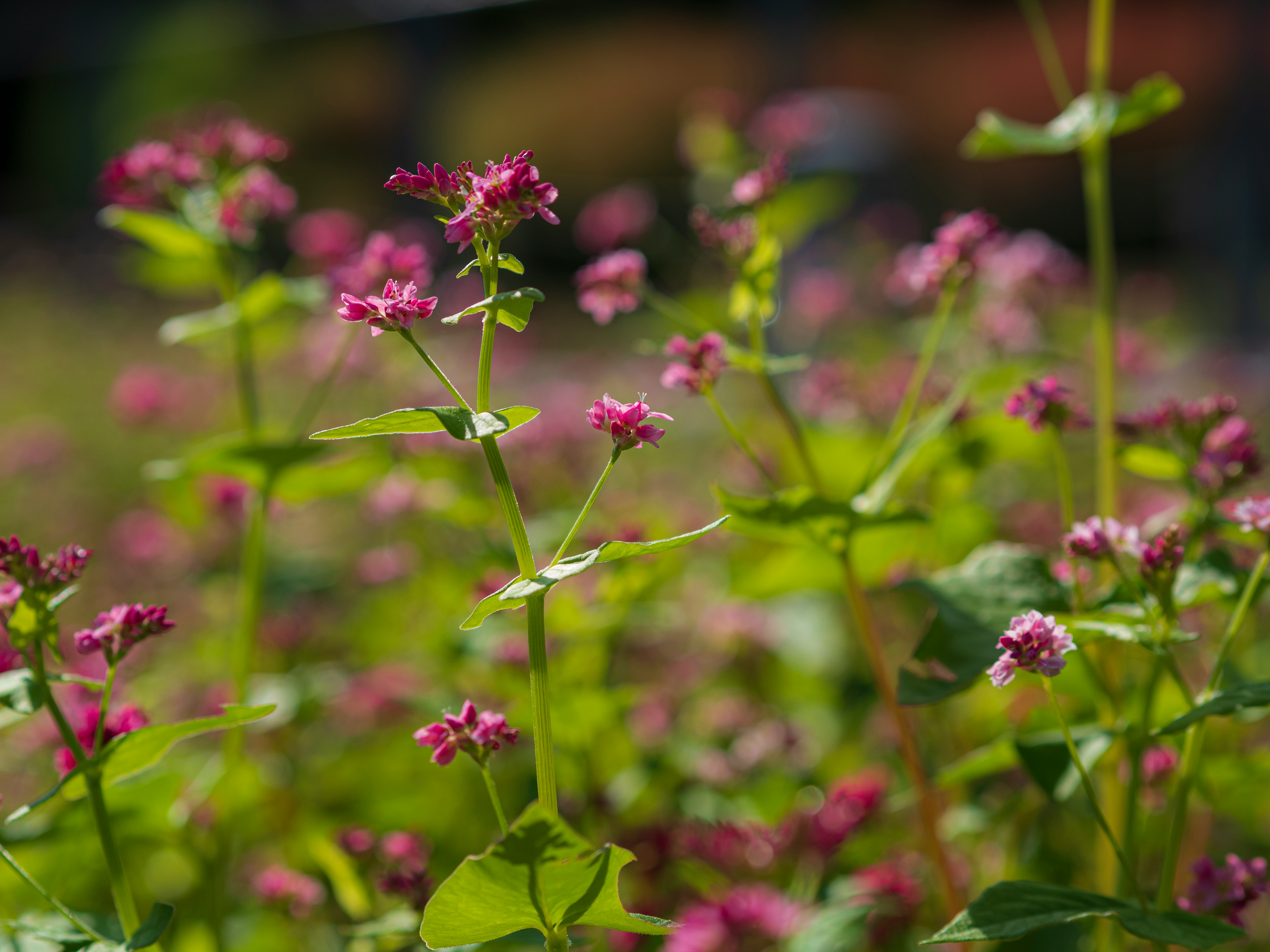 ピンクの小花が咲く草地のボケ背景