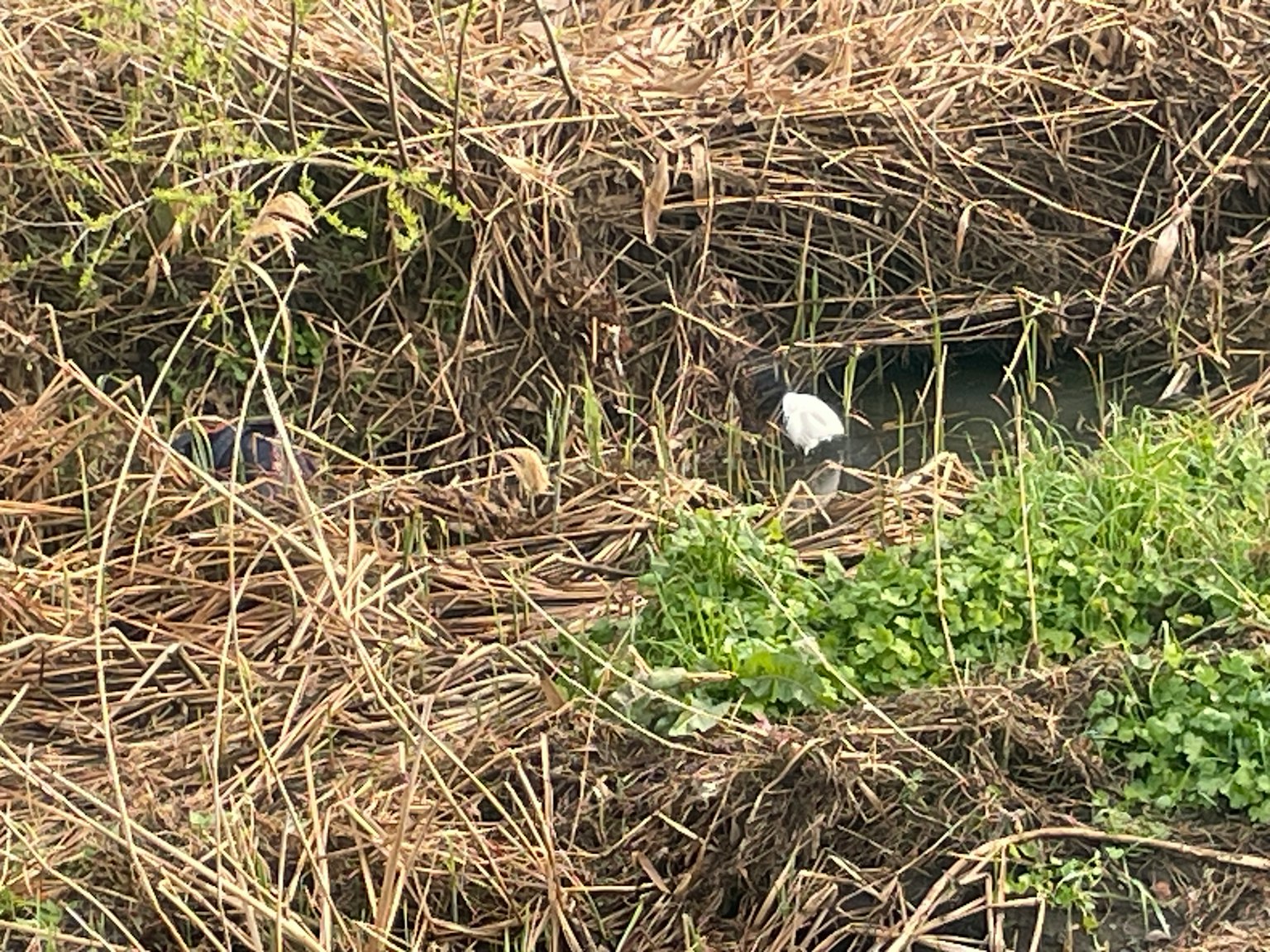 Pemandangan sungai dikelilingi rumput kering dan tanaman hijau seekor burung putih mendekati air