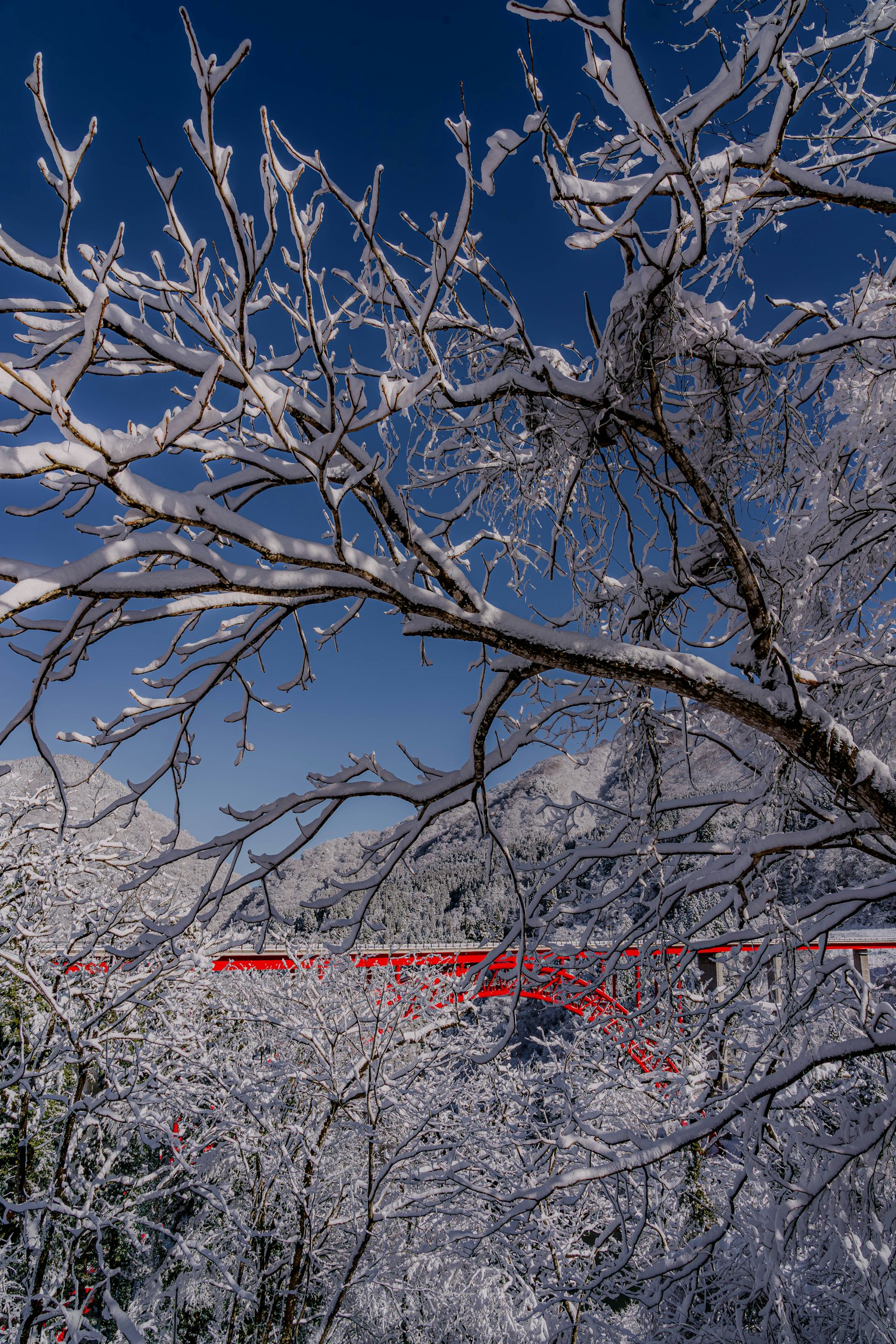 Schneebedeckte Bäume mit blauem Himmel im Hintergrund und einem roten Zug