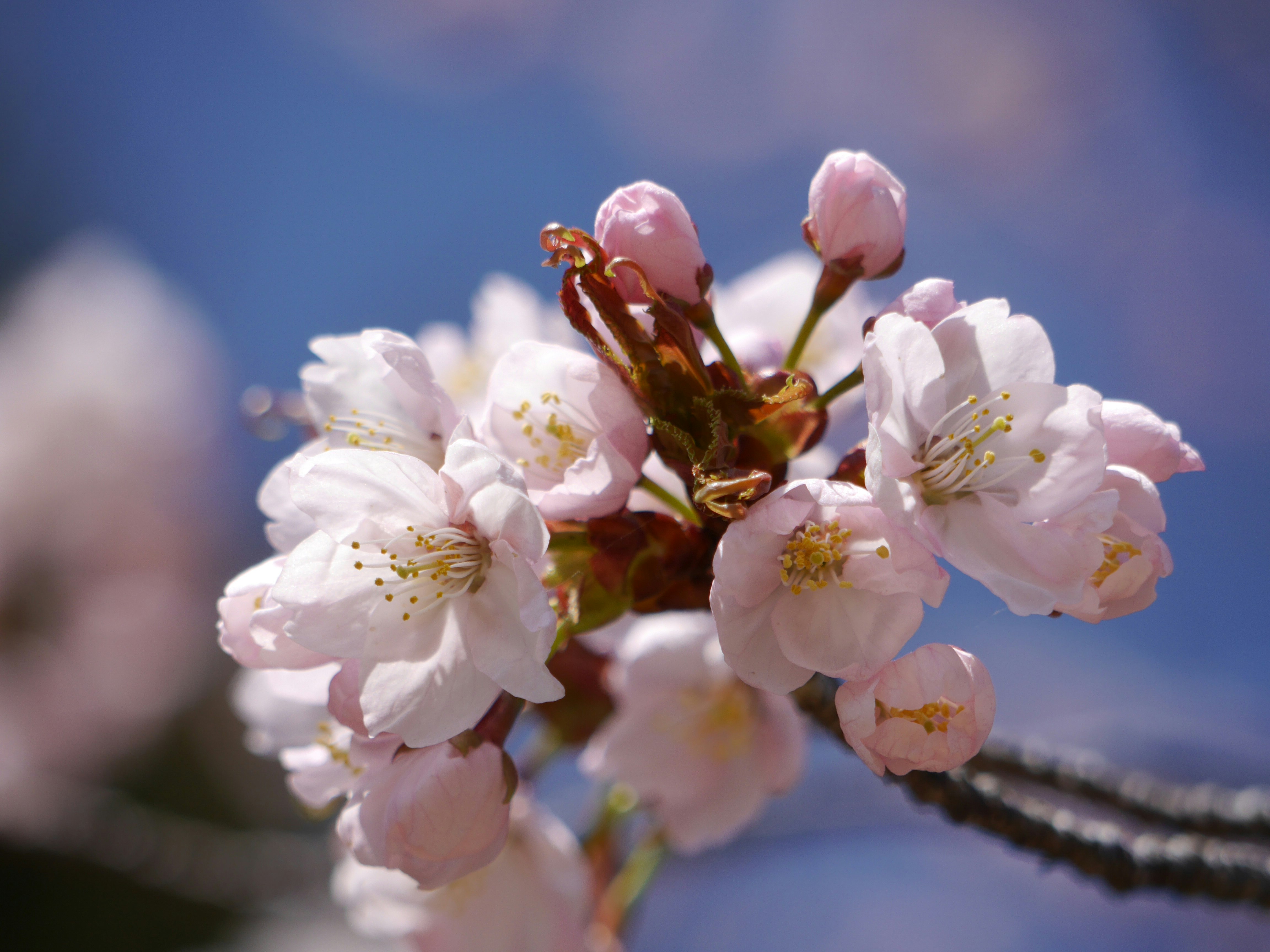 桜の花のクローズアップ