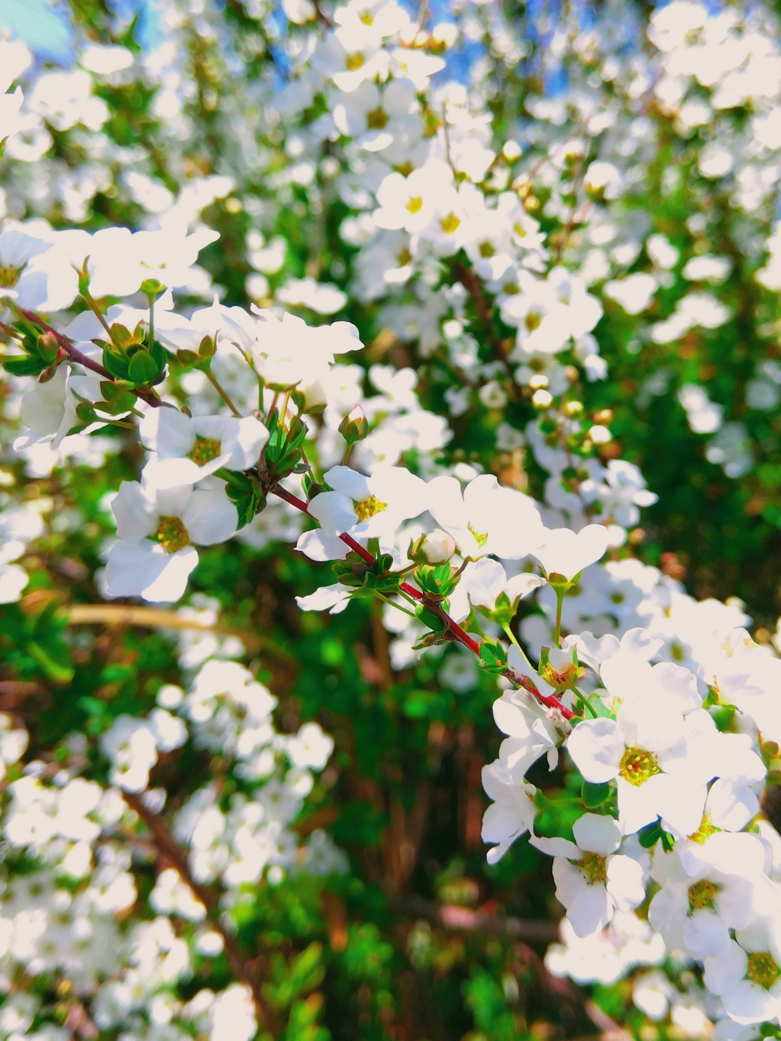 Nahaufnahme von weißen Blüten auf einer Pflanze mit grünen Blättern im Hintergrund