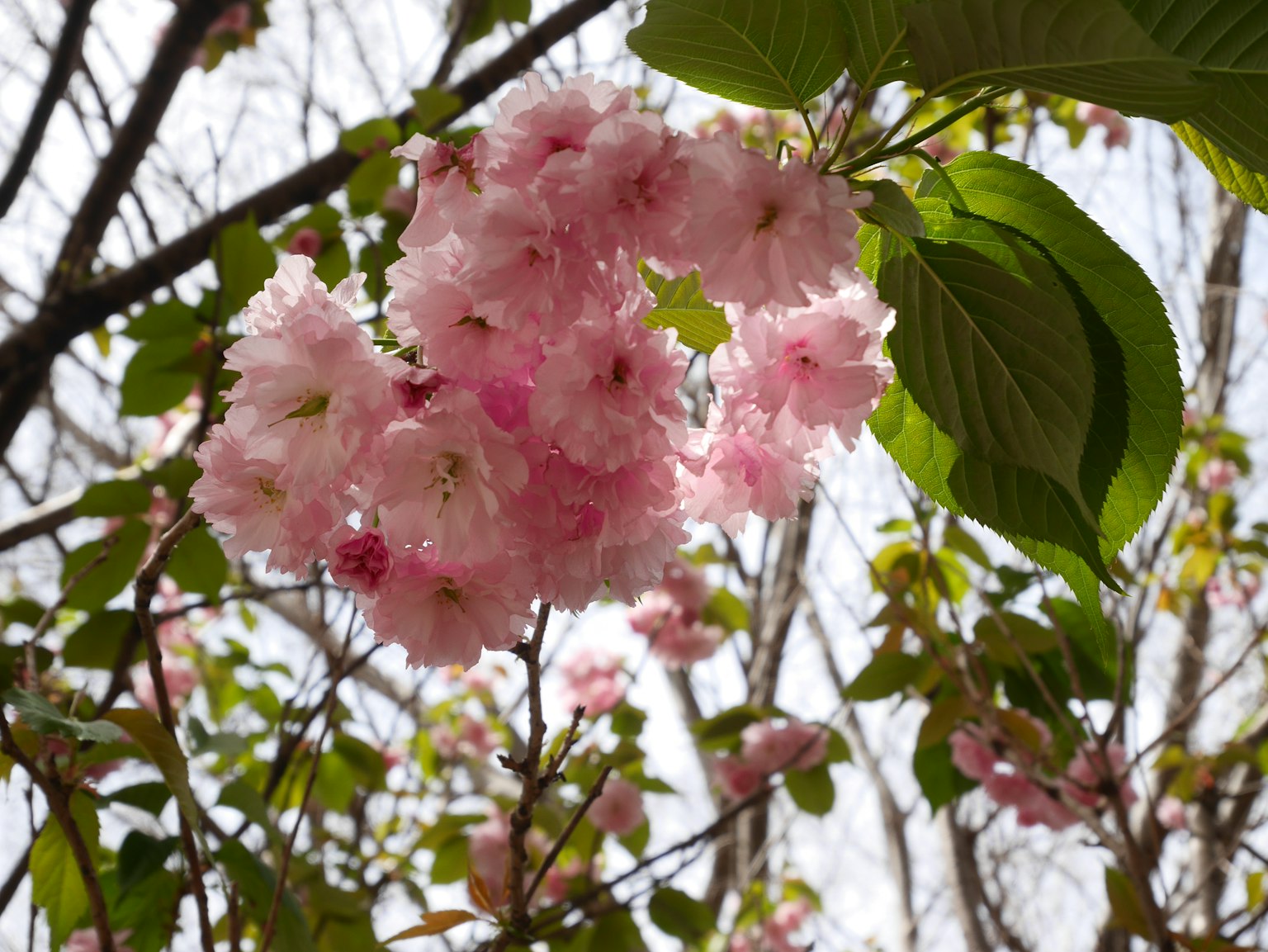 Cherry blossoms in bloom with light pink flowers and green leaves showcasing the arrival of spring