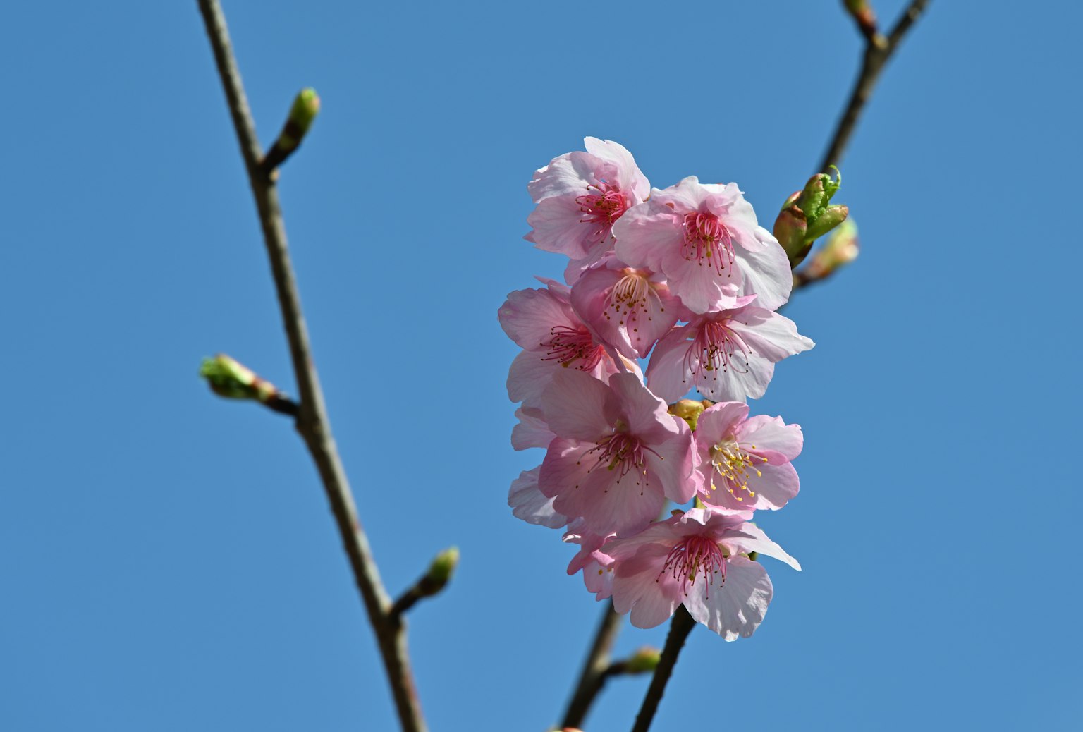Fleurs de cerisier roses sur fond de ciel bleu clair