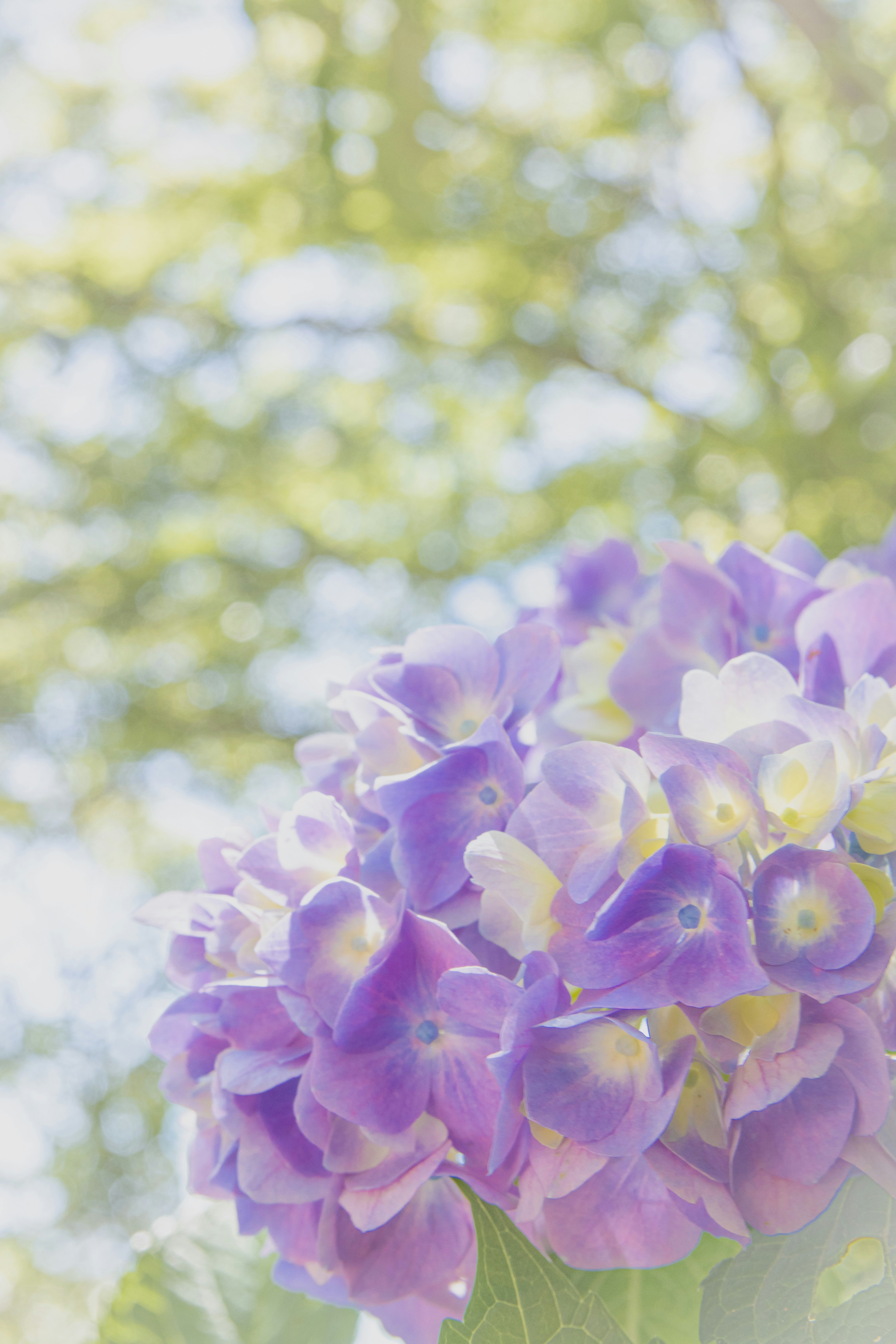 bouquet of pale purple hydrangea flowers with soft background bokeh