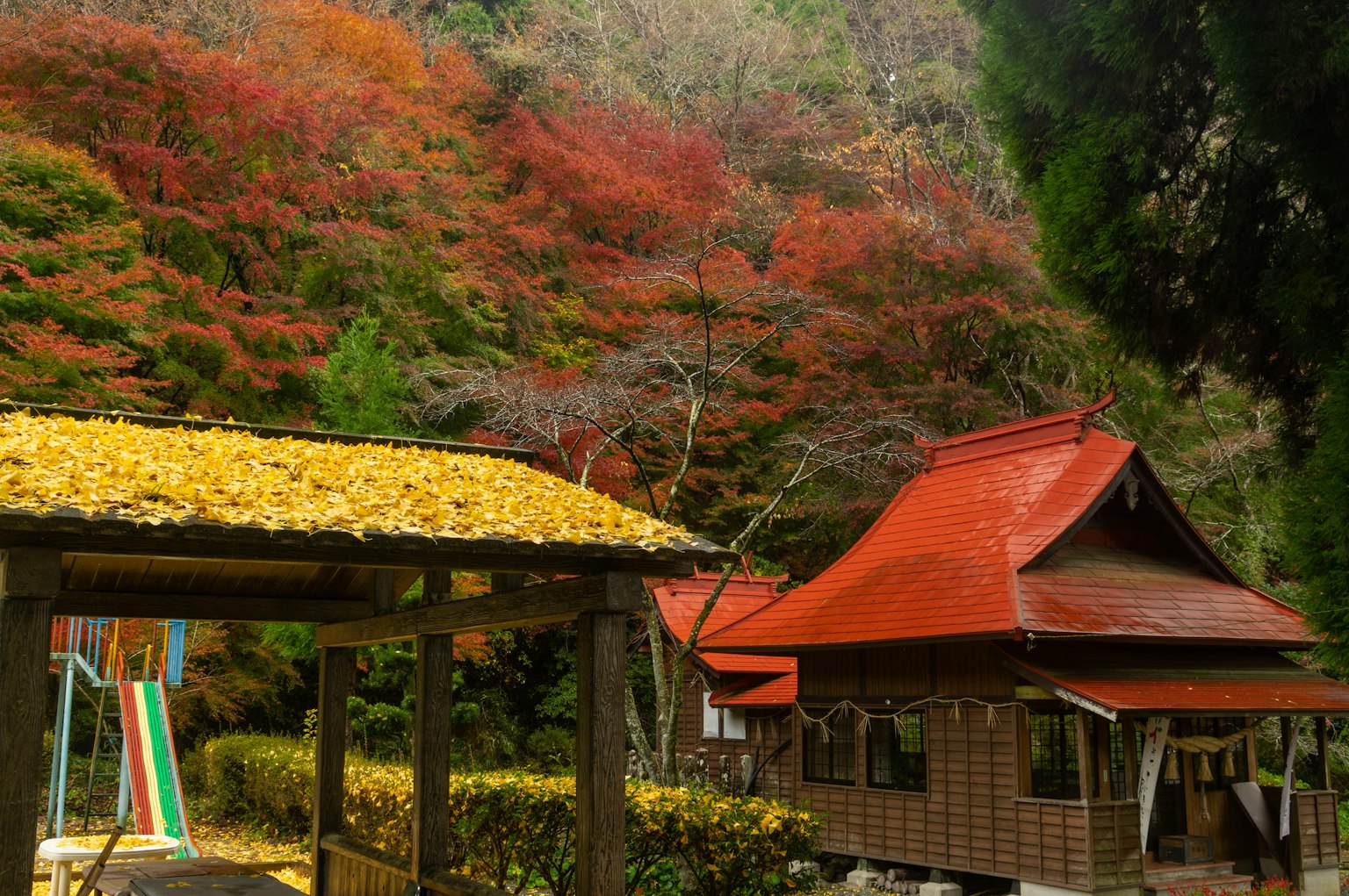 Vista escénica de follaje rojo vibrante con casa tradicional japonesa