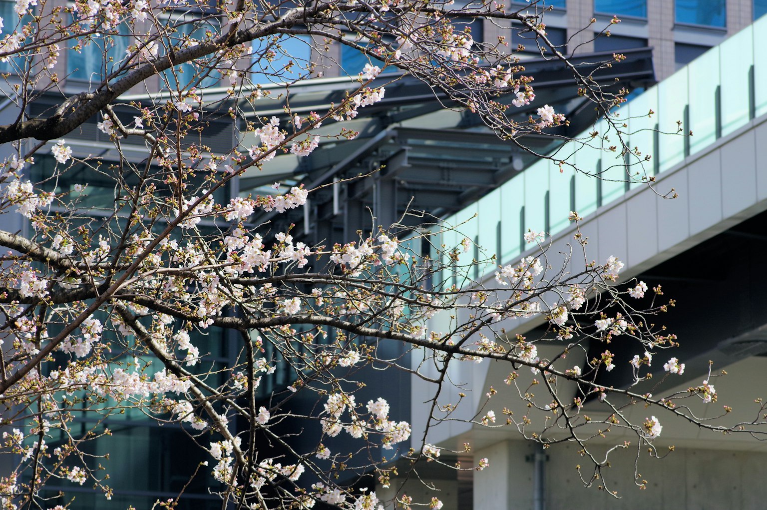 Albero di ciliegio in fiore con parte di un edificio moderno sullo sfondo