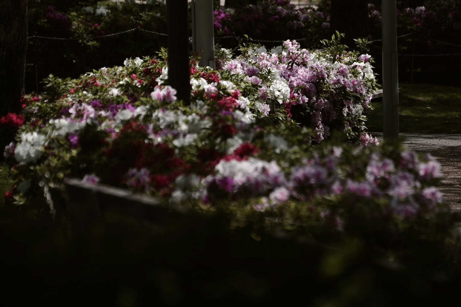 Azalee vibranti in fiore con vari colori
