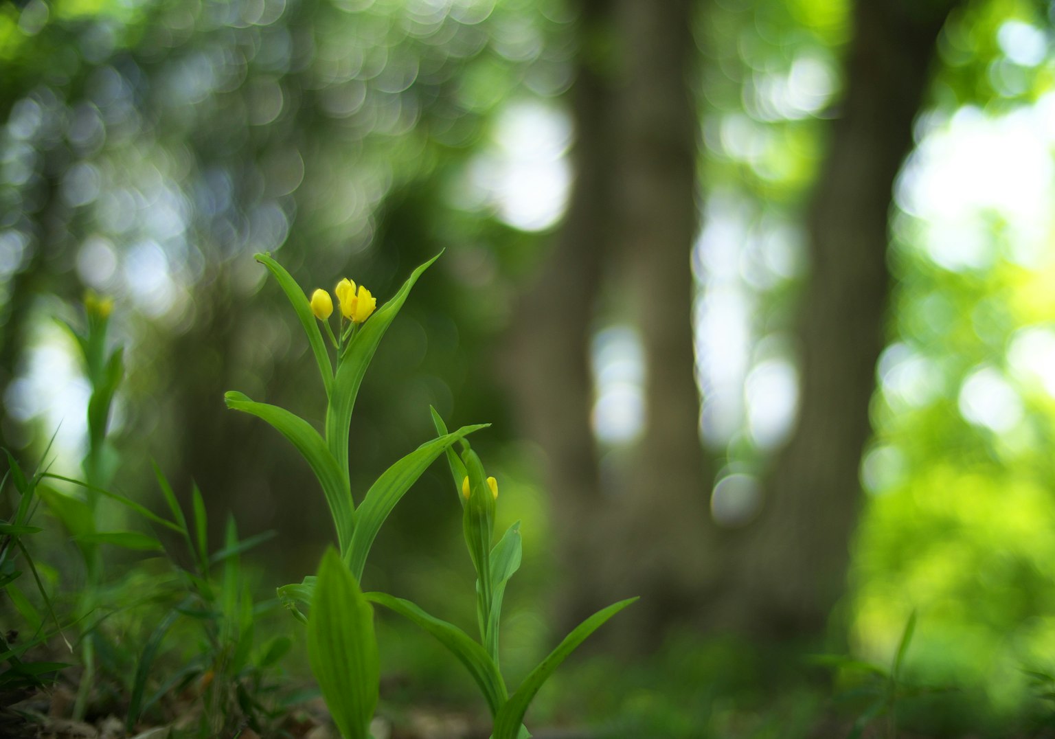 Gelbe Blütenknospen und grüne Blätter in einem üppigen Wald