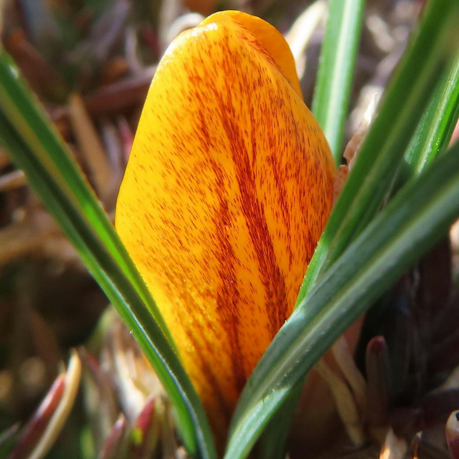 Nụ hoa crocus màu cam nhô ra giữa những chiếc lá xanh