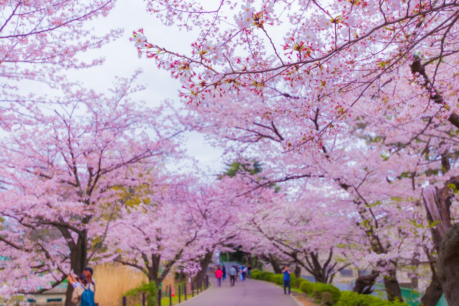 Jalan indah yang dipenuhi pohon sakura dan orang-orang yang berjalan