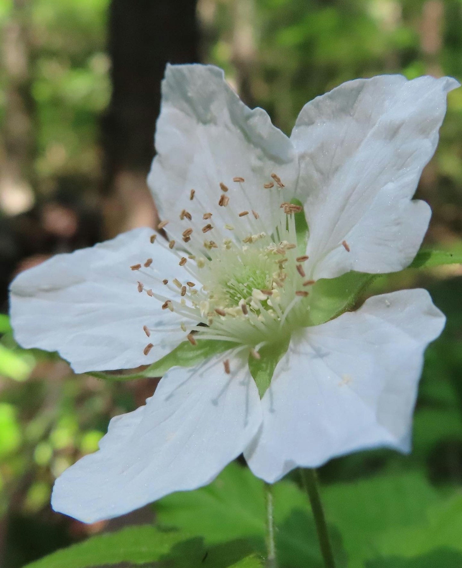 Fleur blanche avec des feuilles vertes fleurissant dans un milieu naturel