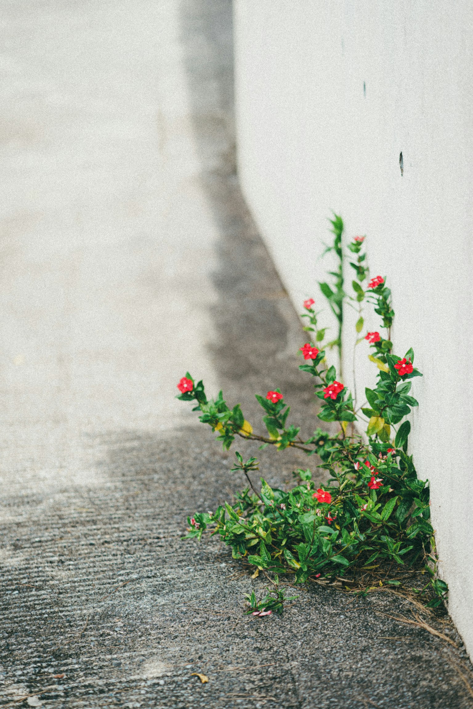 Una pianta con fiori rossi che cresce da una fessura nel cemento