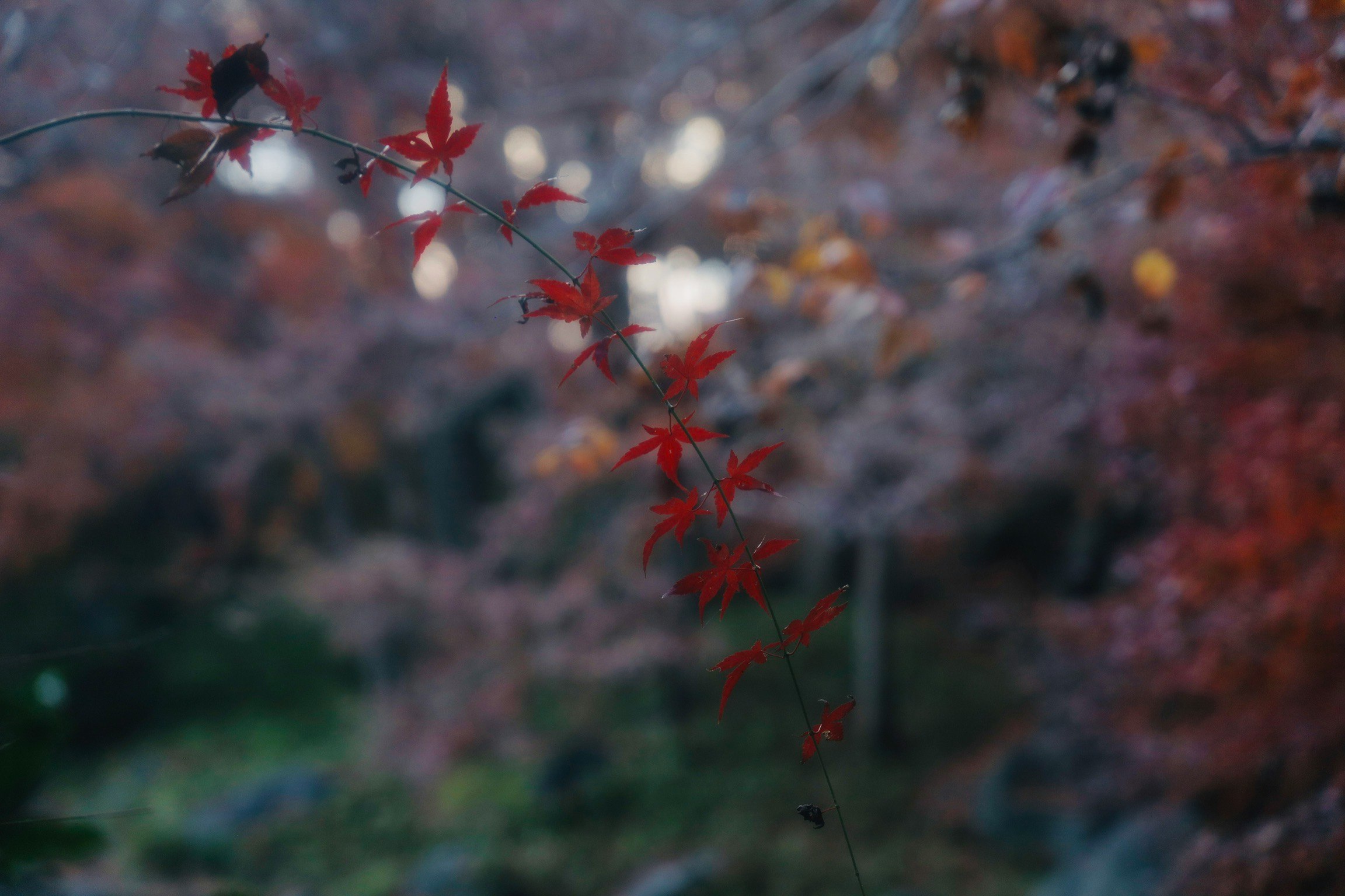 紅葉の赤い葉が手前で揺れる背景のもみじ