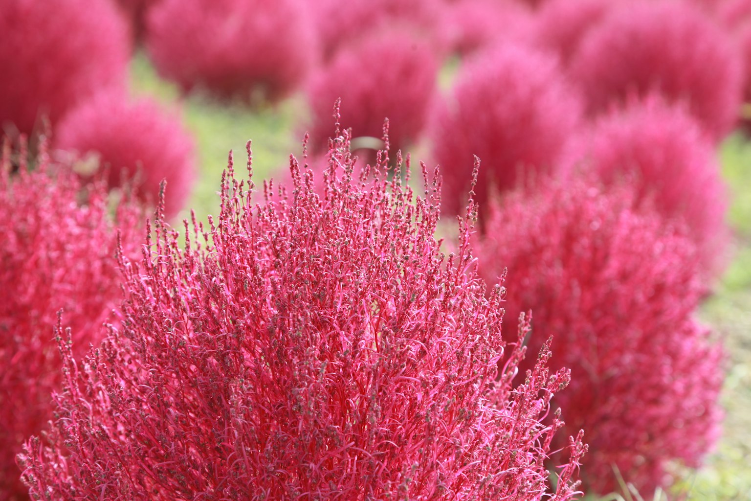 Un paesaggio con gruppi di piante Kochia rosa