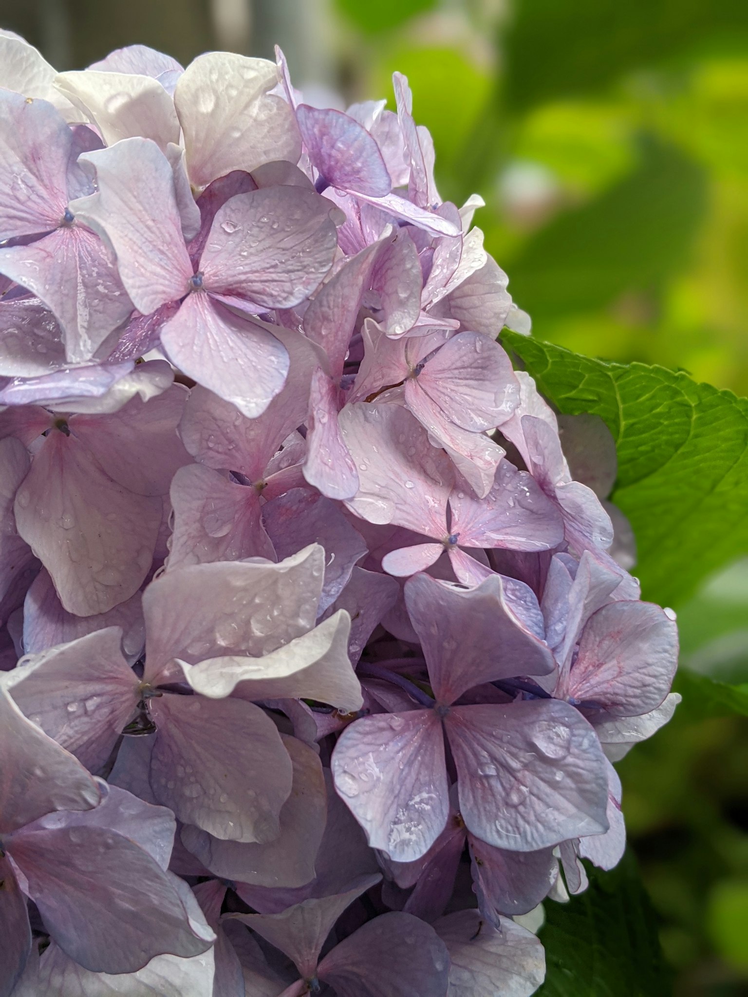 Close-up of a beautiful hydrangea with purple petals and water droplets