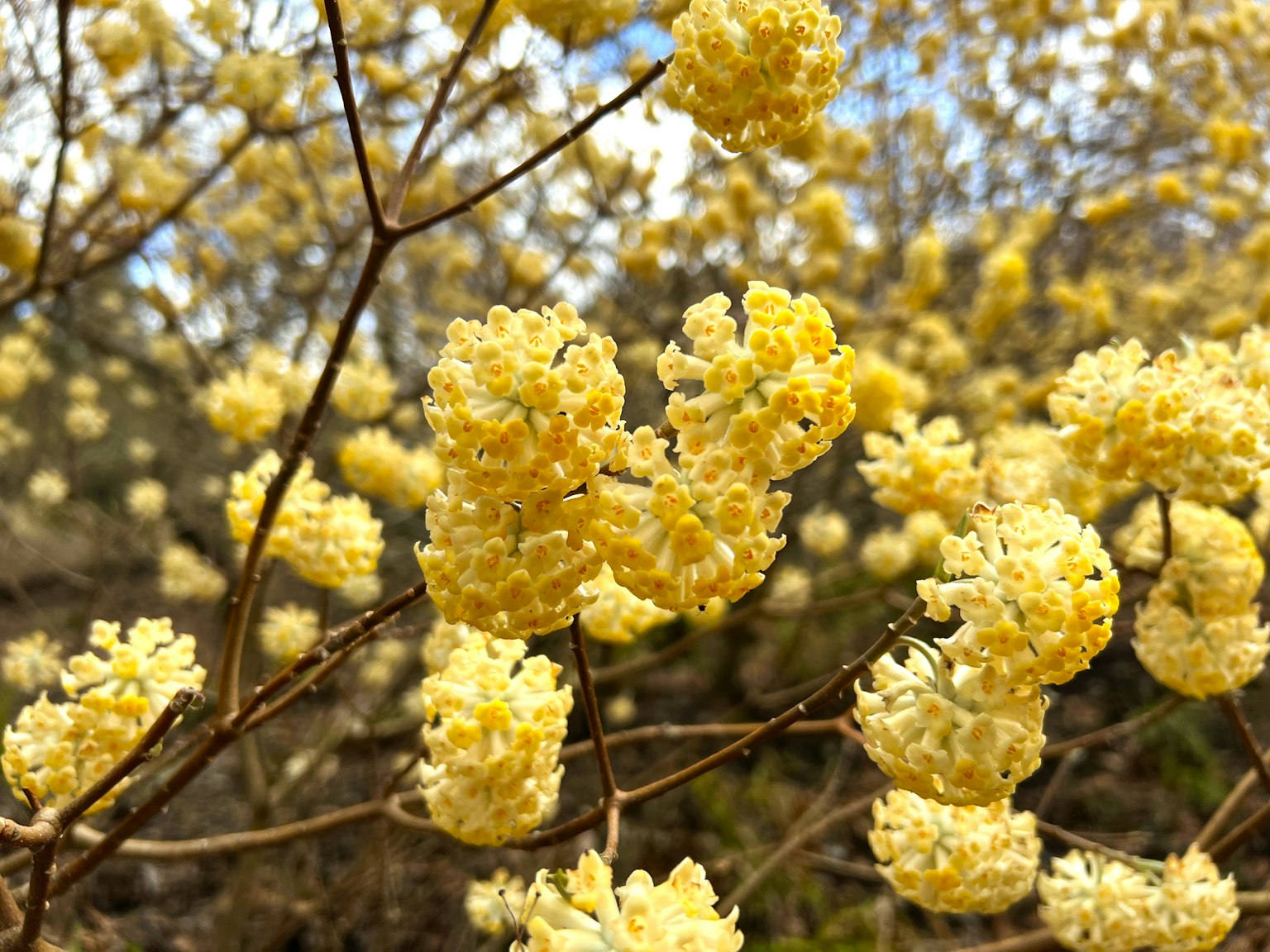Image en gros plan d'une plante avec des fleurs jaunes en fleurs