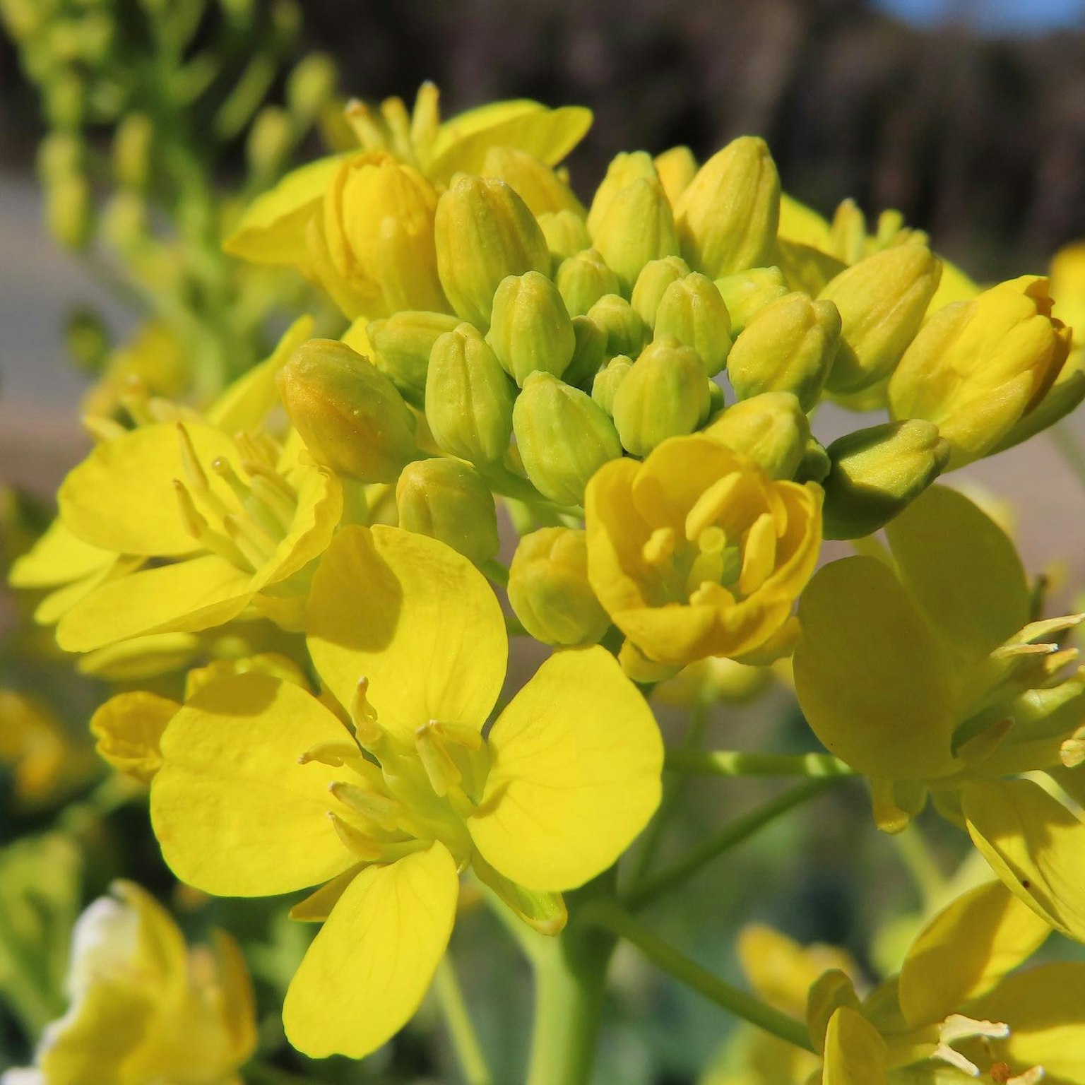 Close-up of a plant with bright yellow flowers