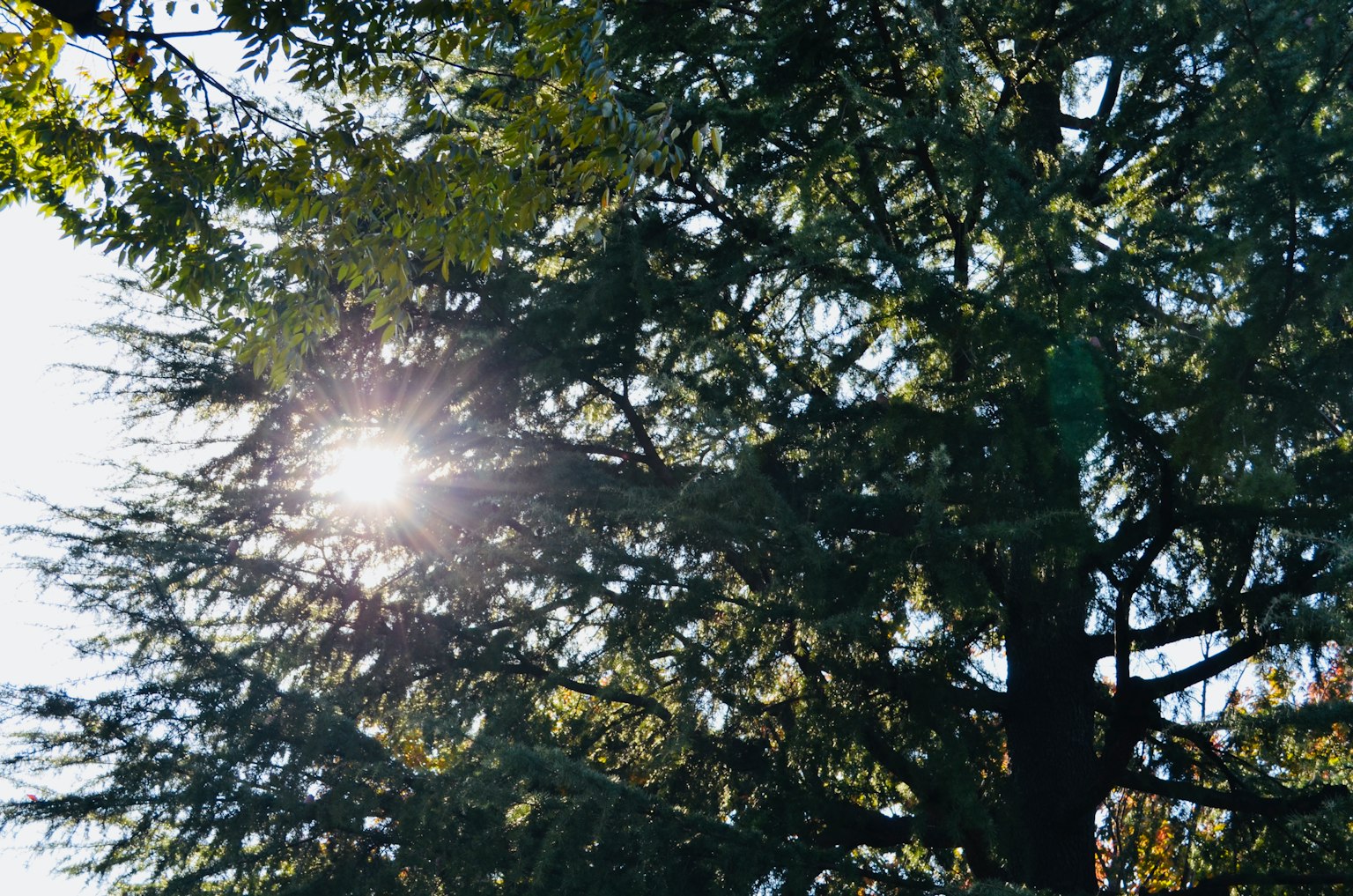 Luce del sole che filtra attraverso le foglie verdi di un albero