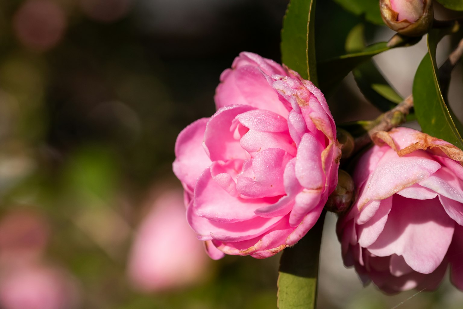 Close-up of a pink camellia flower with soft petals