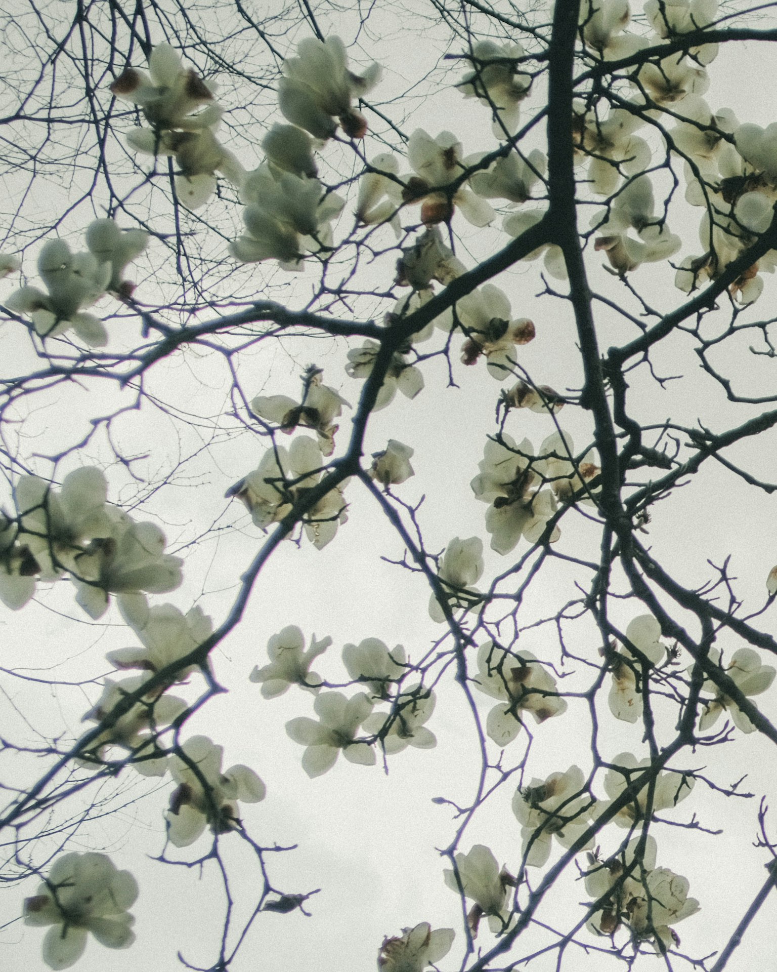 Ramas de un árbol con flores blancas contra un cielo gris
