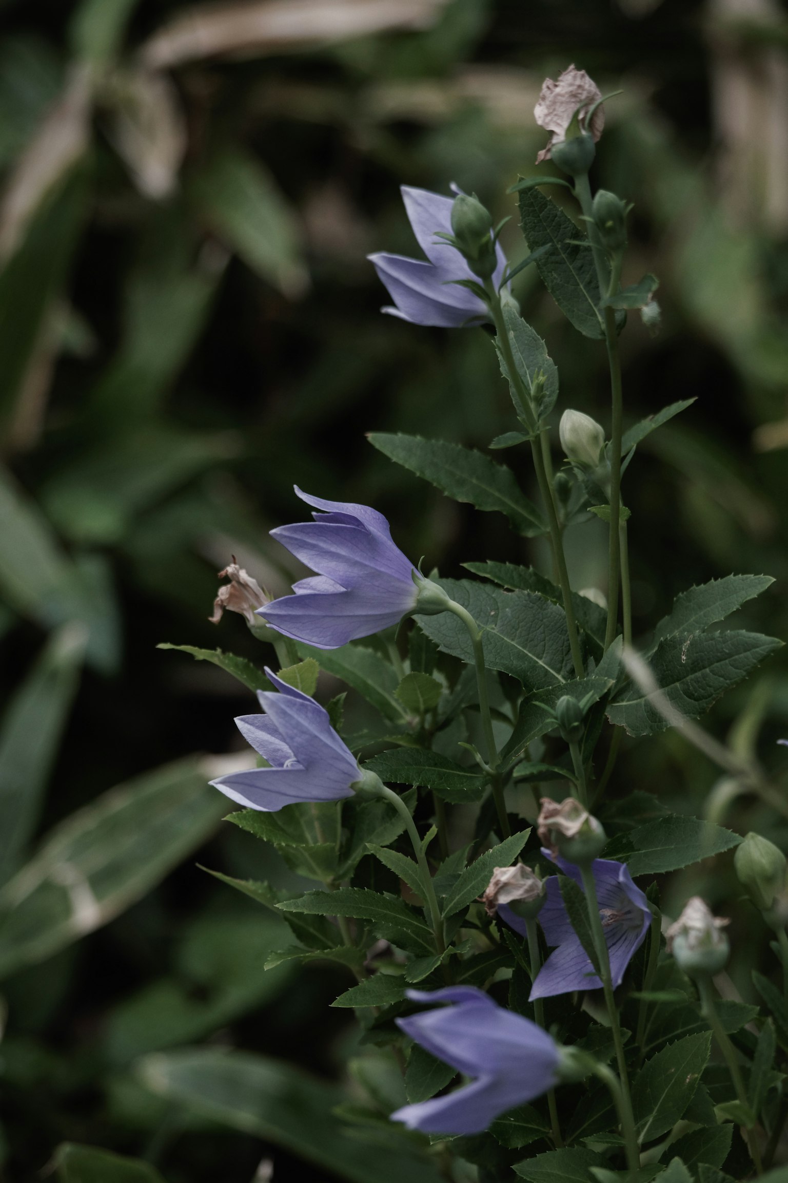 Nahaufnahme von lila Blumen an einer Pflanze umgeben von grünen Blättern