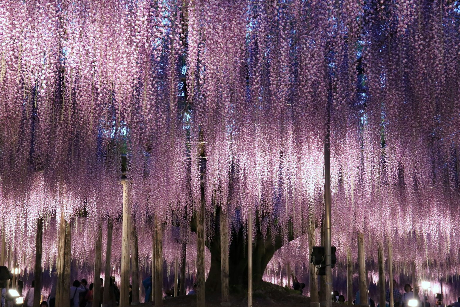 Una scena magica di fiori di glicine viola che cadono