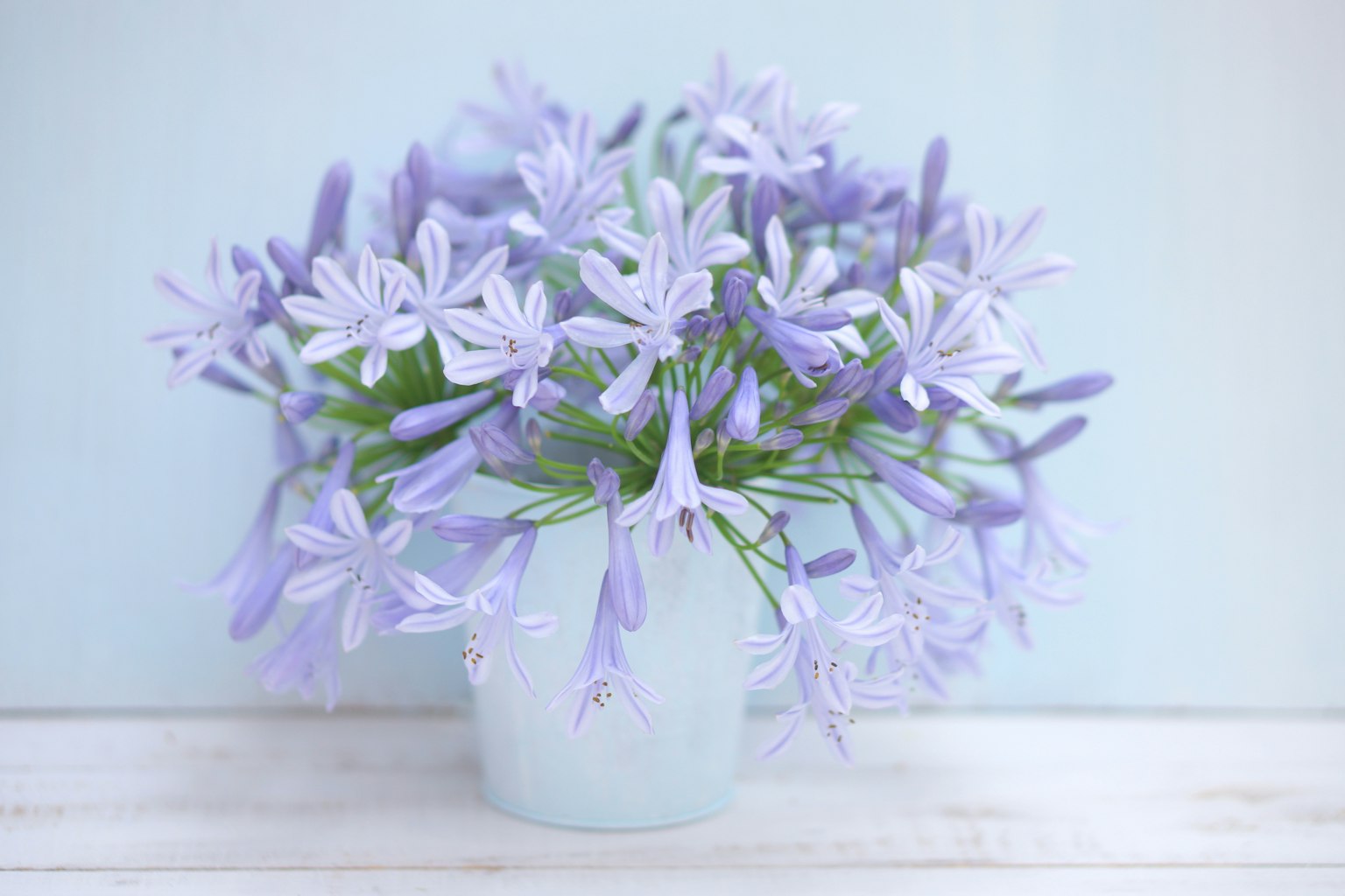 Un vase rempli de fleurs violettes délicates