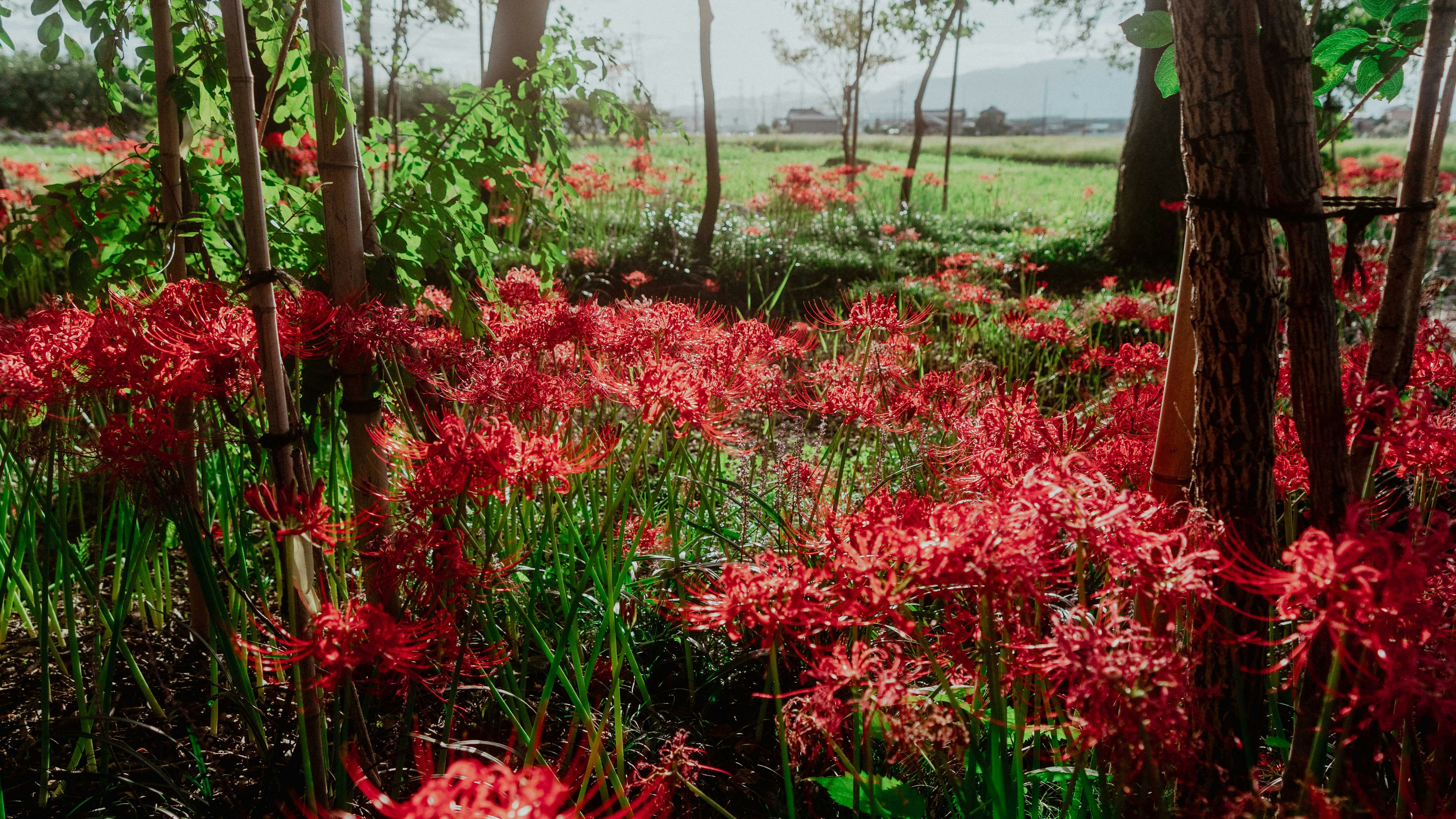 Paesaggio di aiuola di fiori rossi