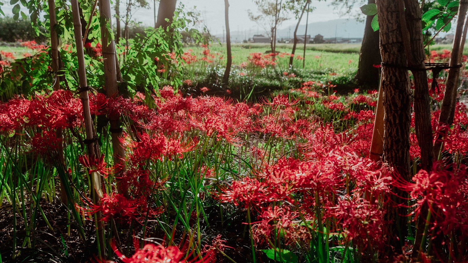Ladang bunga merah cerah dikelilingi oleh pepohonan dan rumput hijau