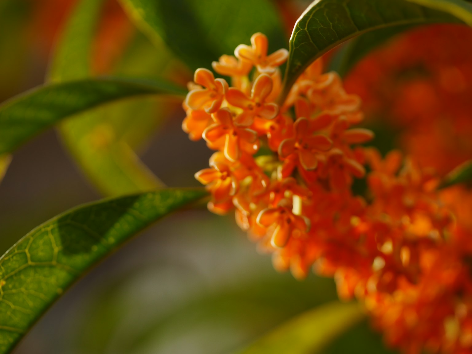 Gros plan d'une plante avec des grappes de petites fleurs orange