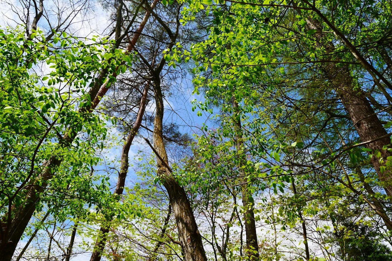 Una vista de árboles altos con hojas verdes exuberantes contra un cielo azul