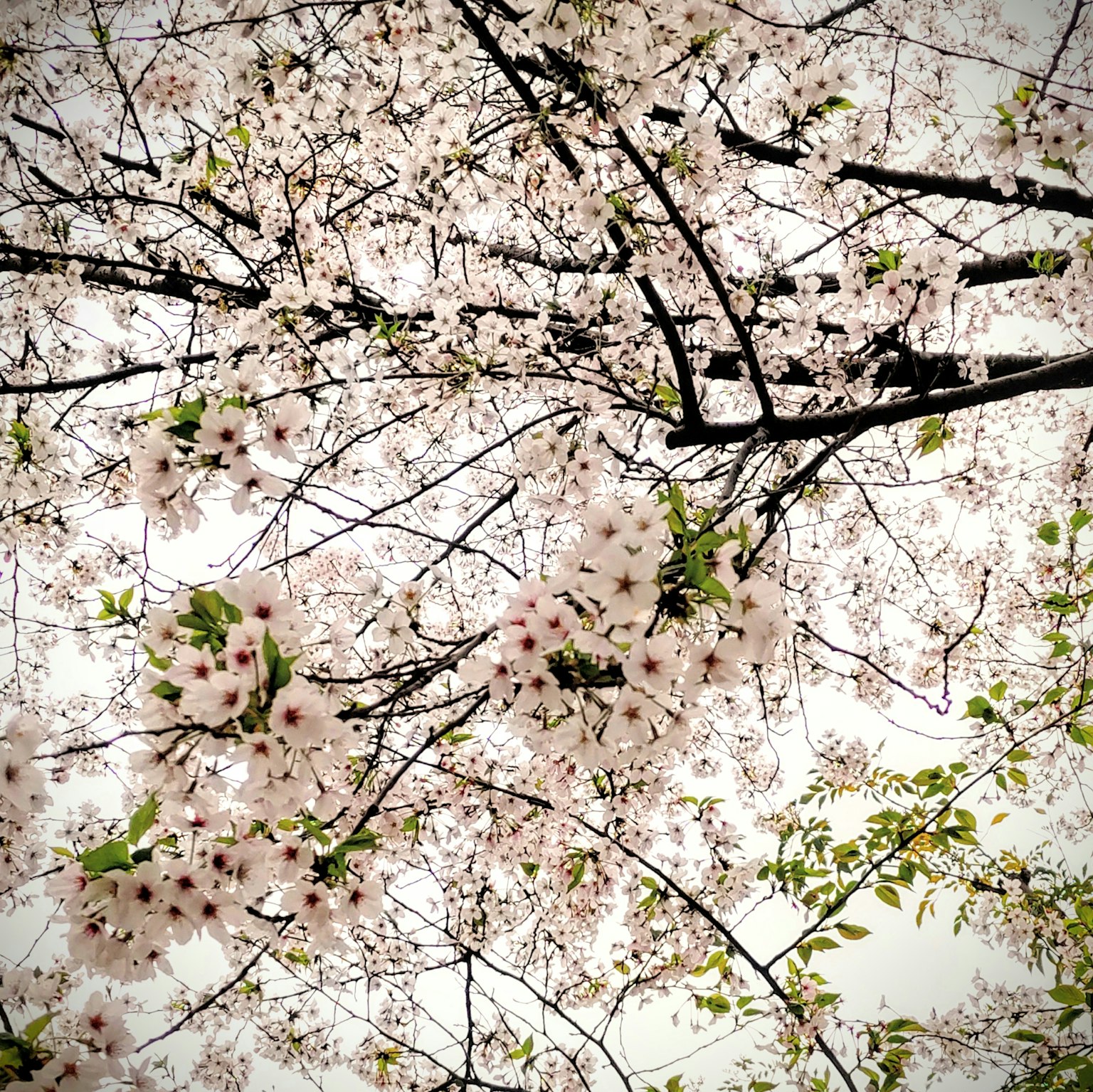 Cabang bunga sakura dengan bunga merah muda yang mekar
