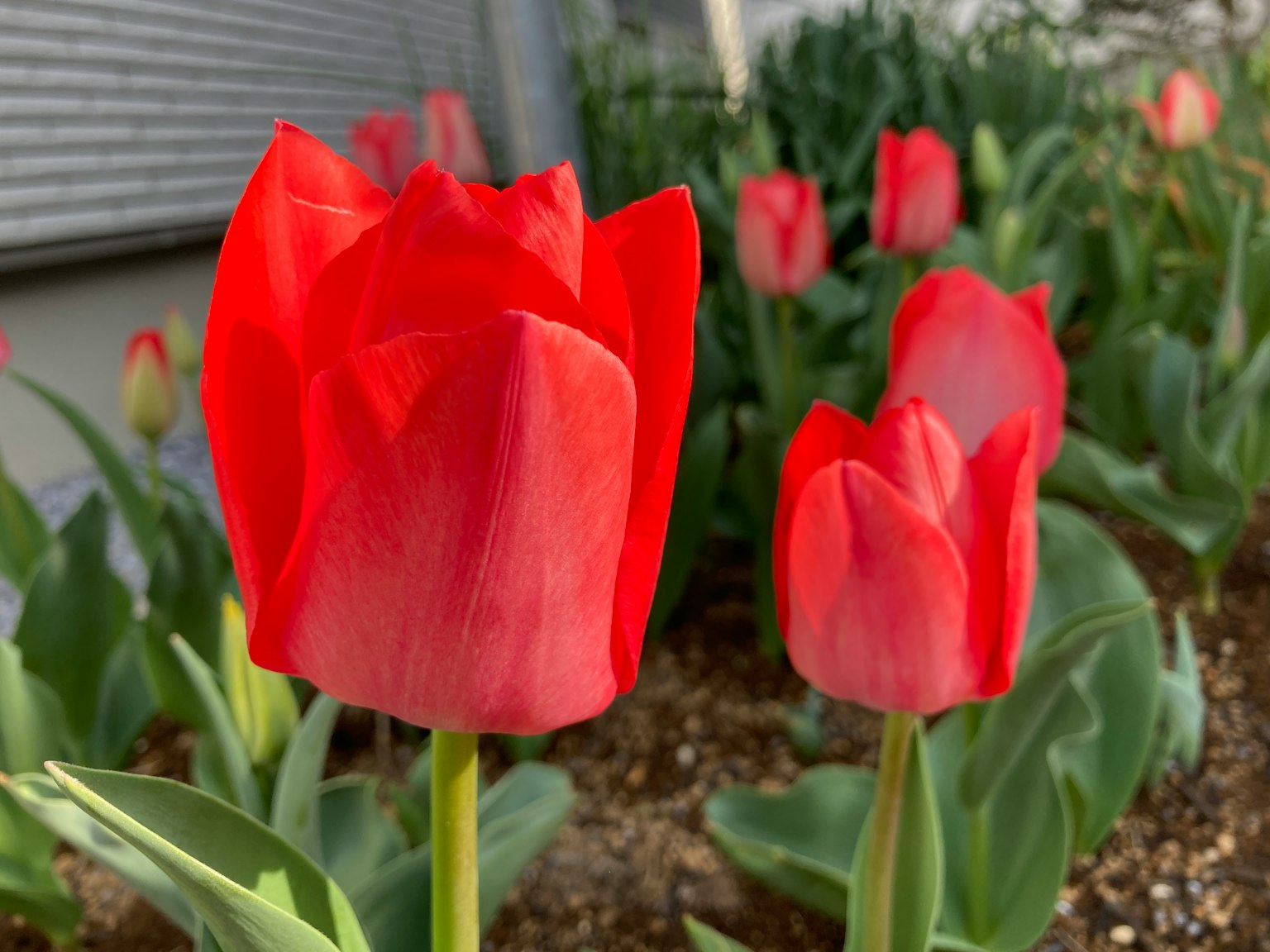 Primer plano de vibrantes tulipanes rojos floreciendo en un jardín