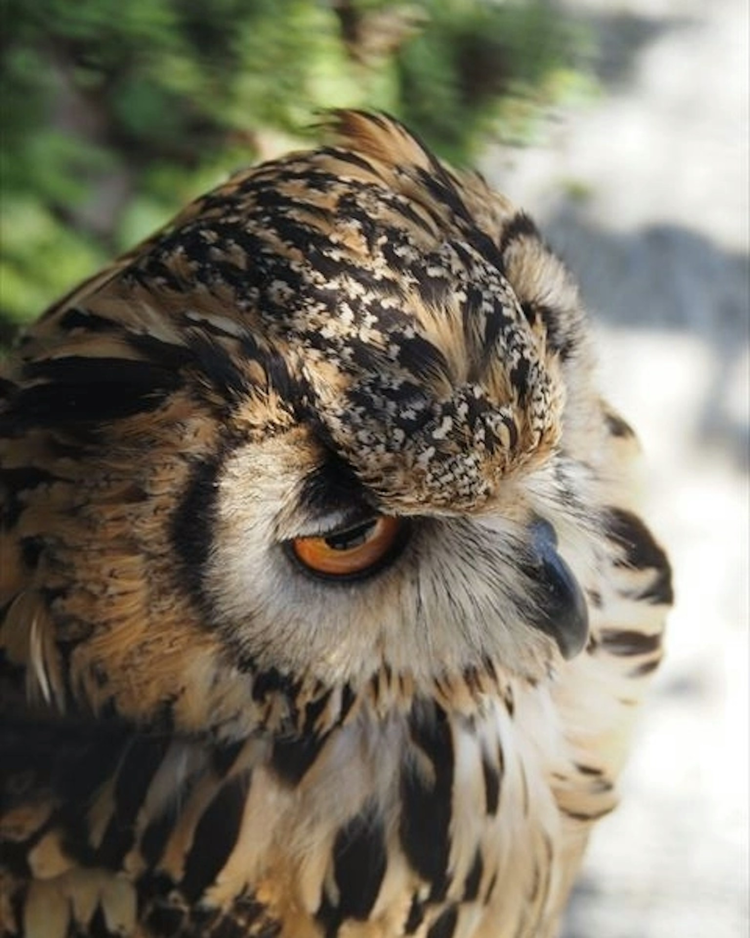 Close-up of an owl featuring detailed feathers and striking orange eyes