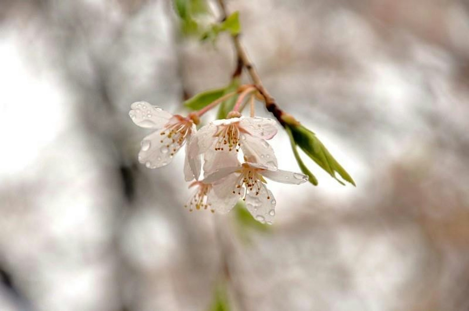 雨中浸泡的樱花和嫩叶特写