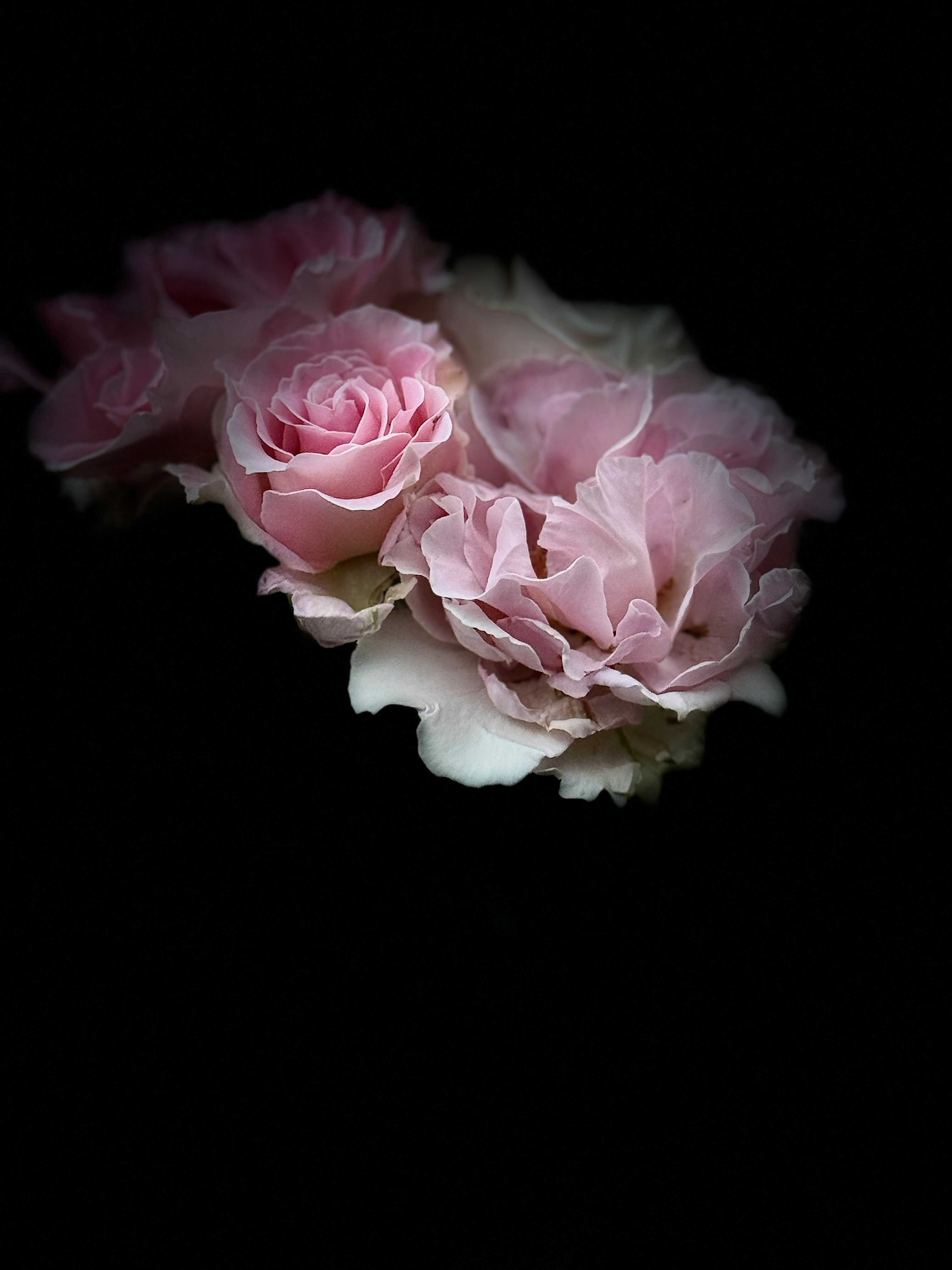 黒背景に咲くピンクのバラの花束