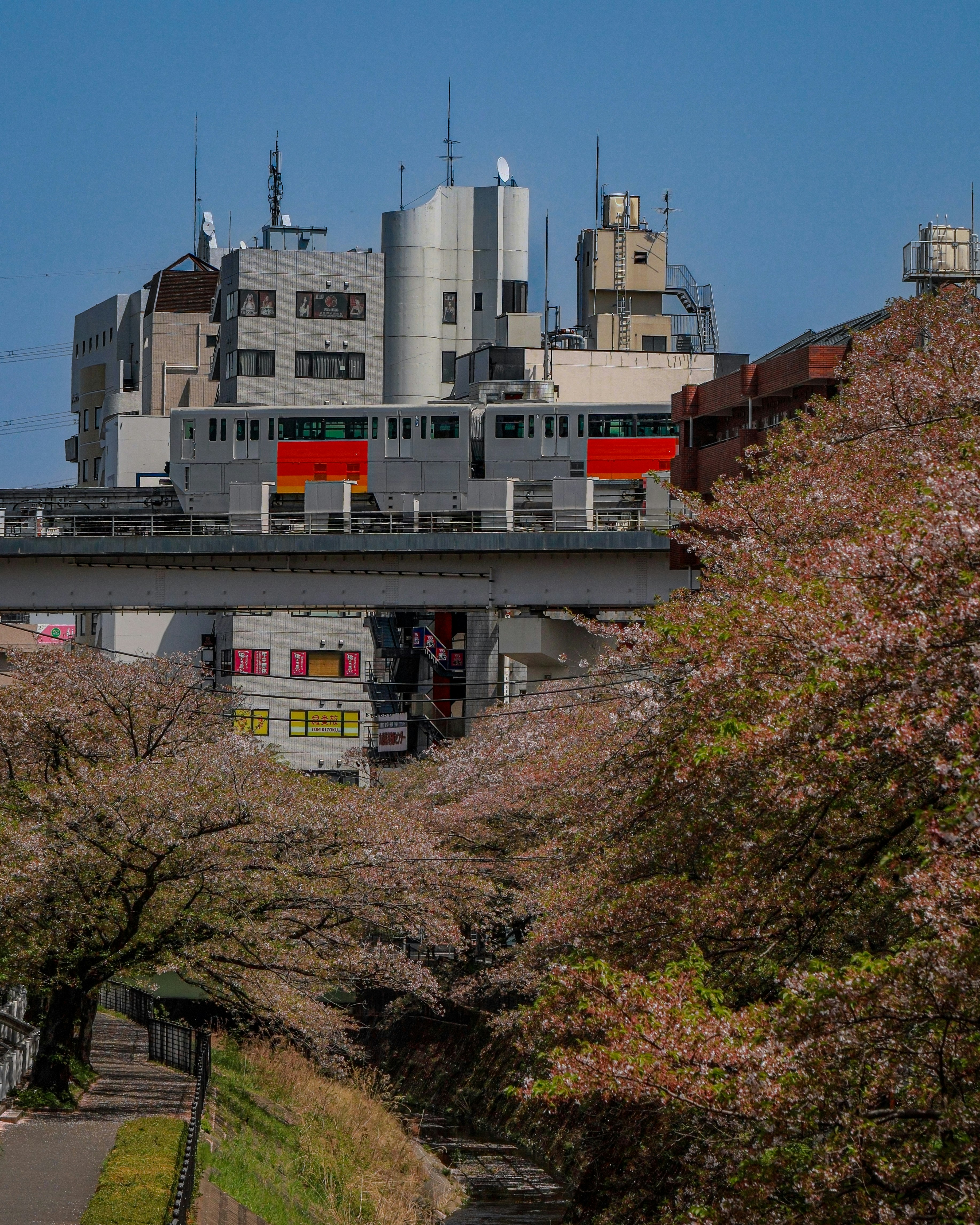 多摩センターの乞田川沿いに咲く葉桜とモノレールの高架