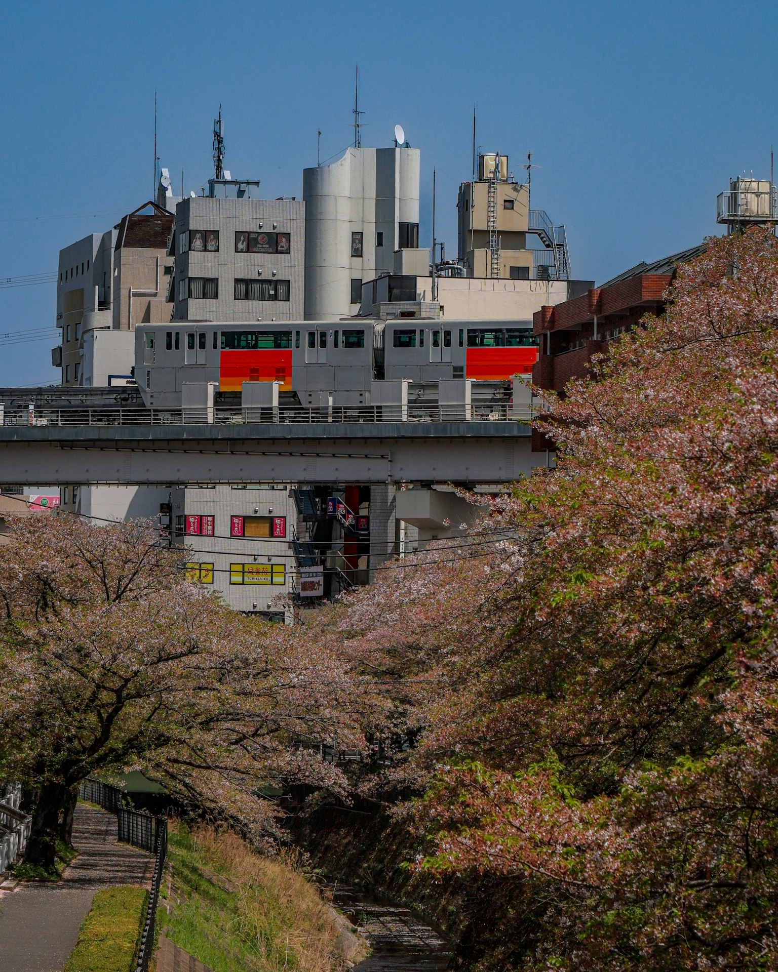 Scenic view of cherry blossom trees along a river with high-rise buildings