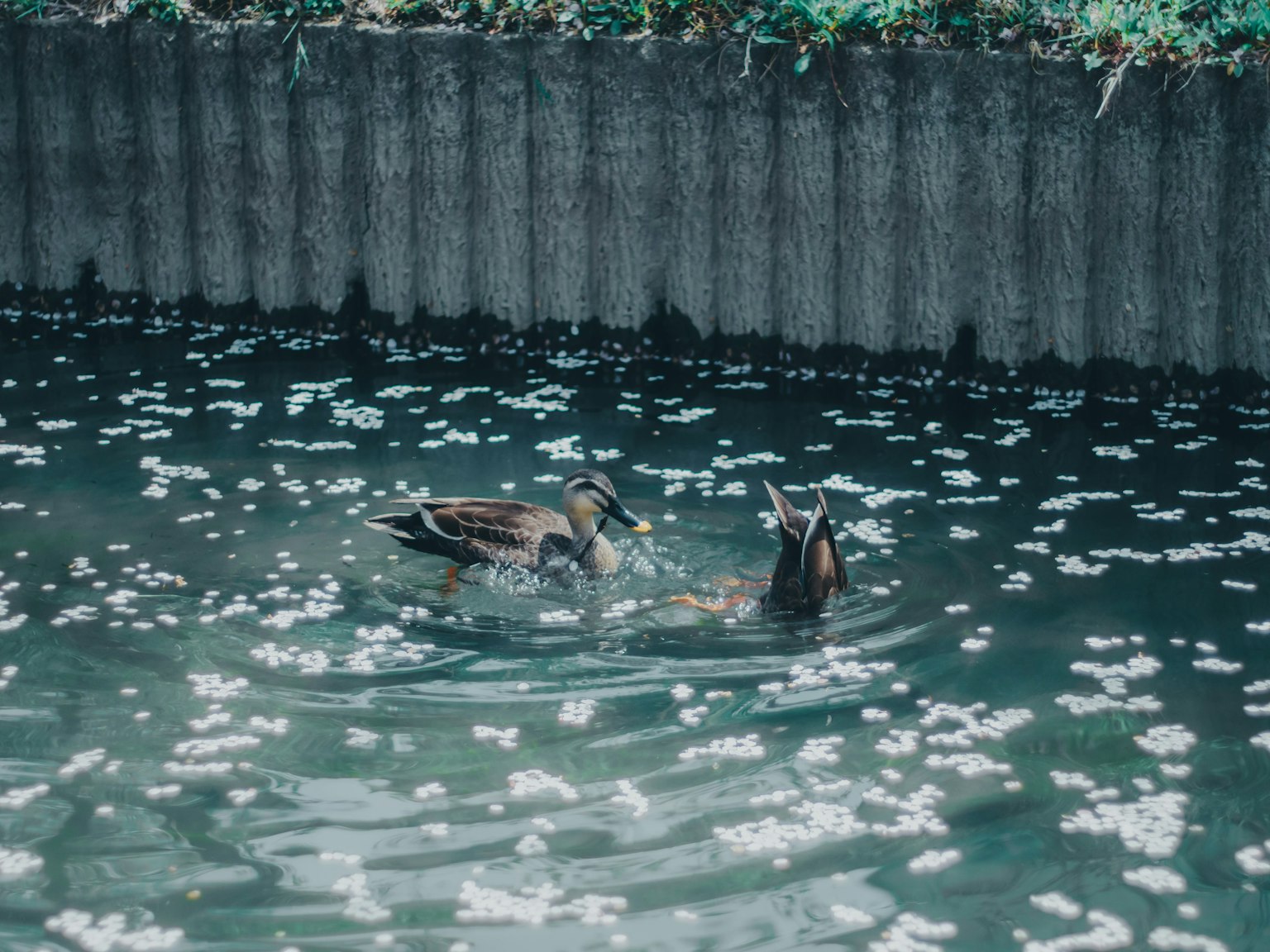 Zwei Enten schwimmen in einem ruhigen Teich, der mit Blütenblättern bedeckt ist