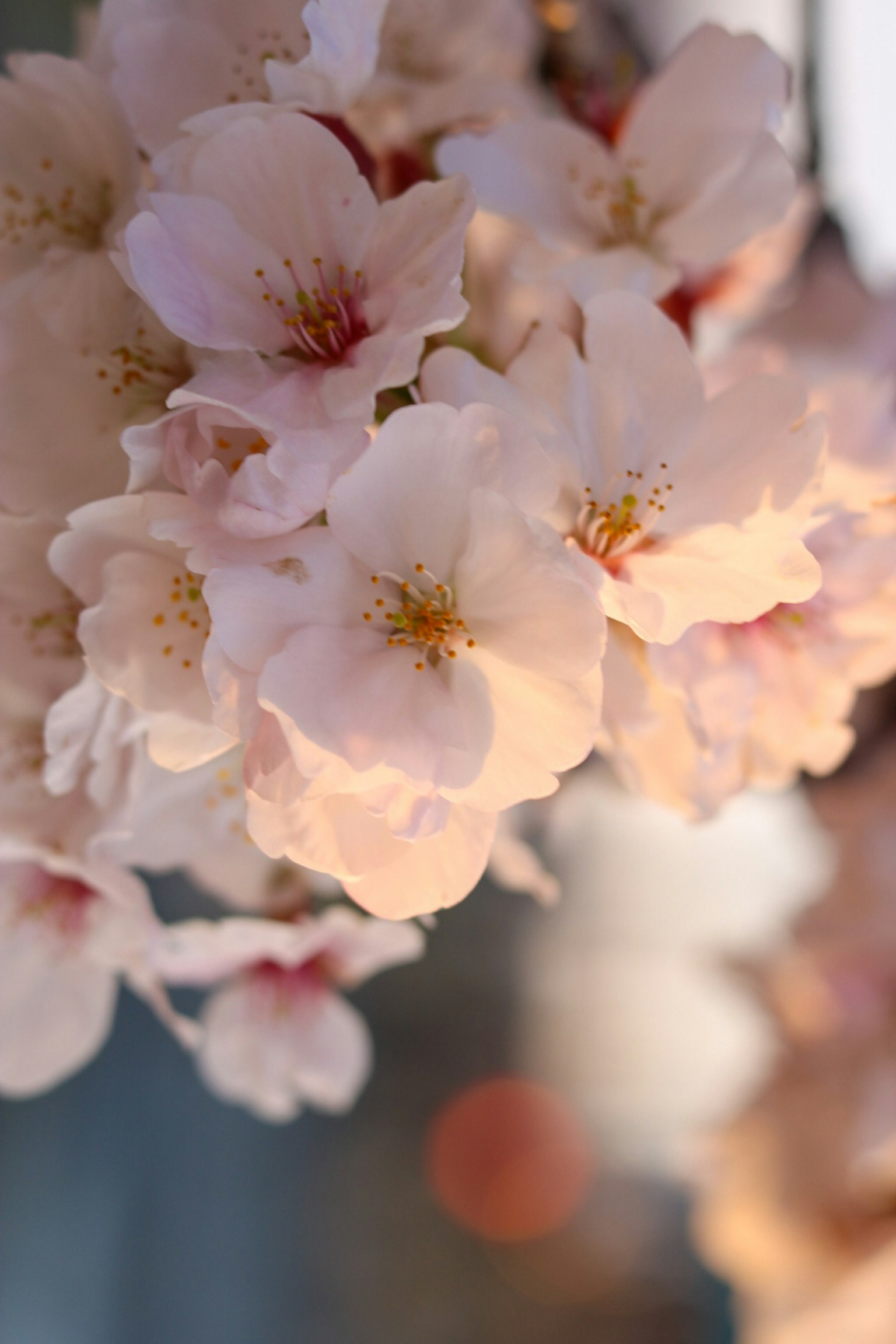 Immagine bella di fiori di ciliegio in fiore
