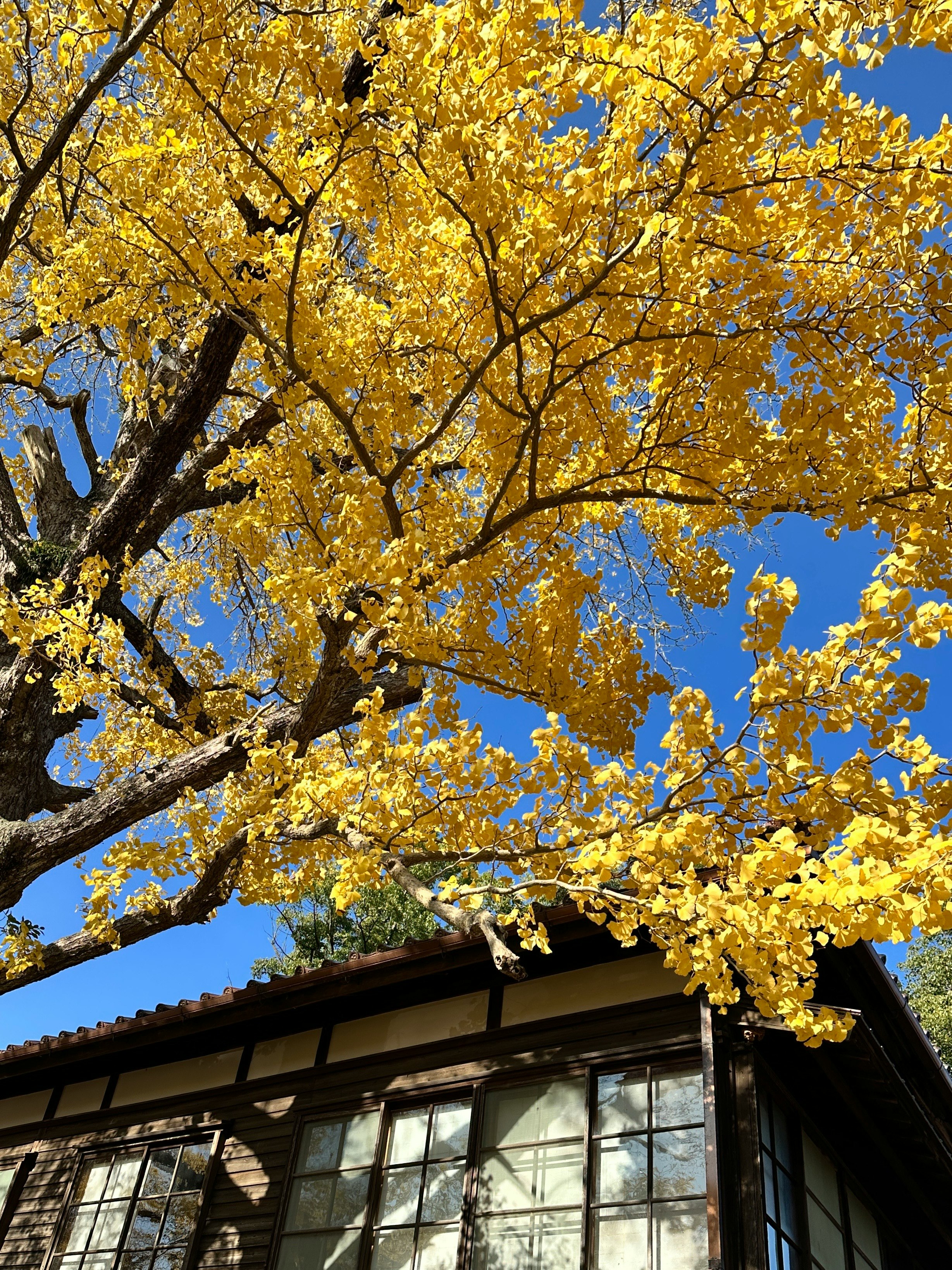 Albero di ginkgo giallo con l’edificio del Museo commemorativo Hida Kyuya