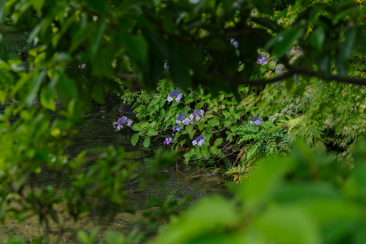 Lila Blumen blühen in der Nähe von fließendem Wasser umgeben von grünen Blättern