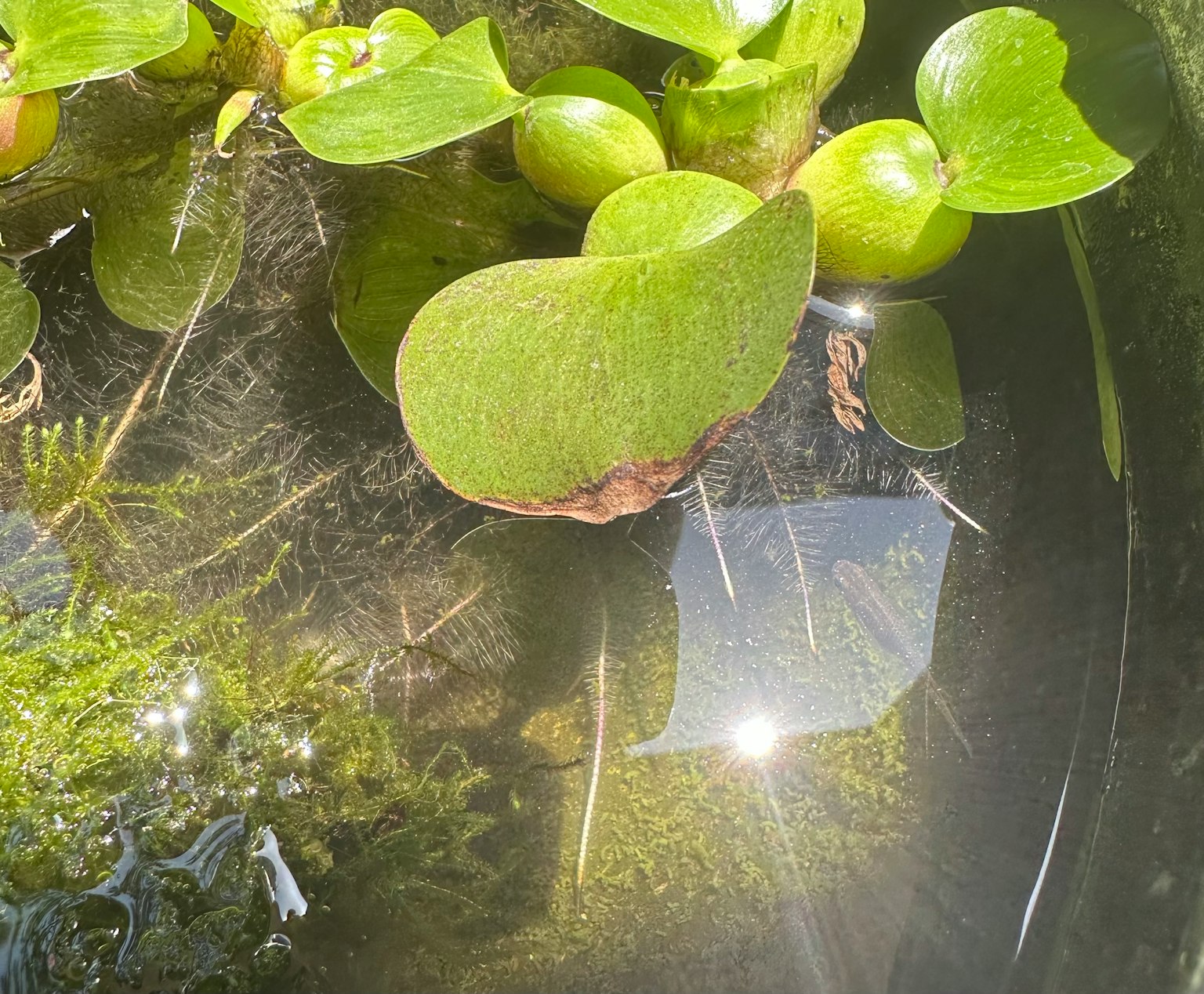 Daun hijau mengapung di permukaan air dengan pantulan cahaya