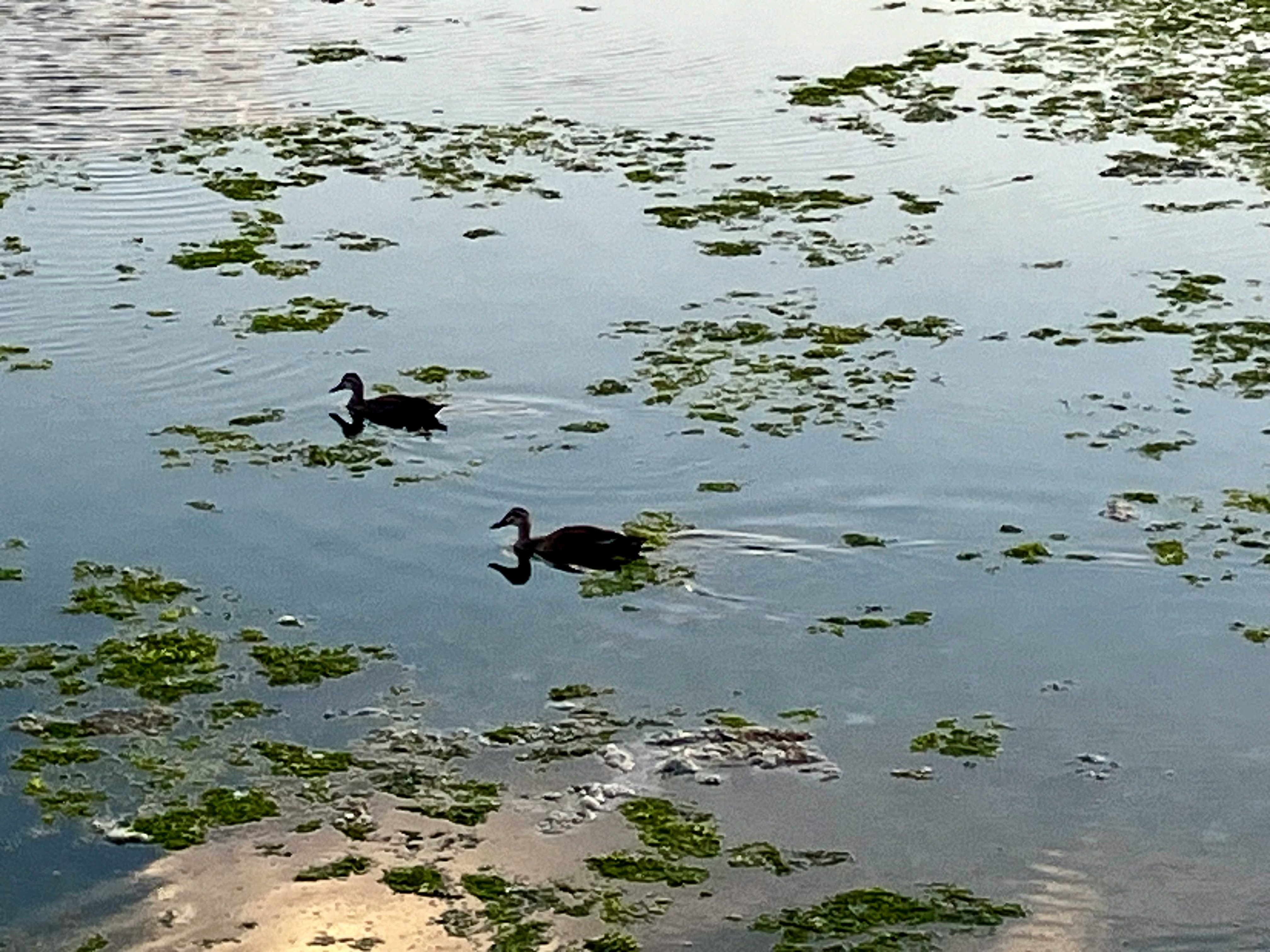 canards nageant dans un étang avec des plantes aquatiques flottantes