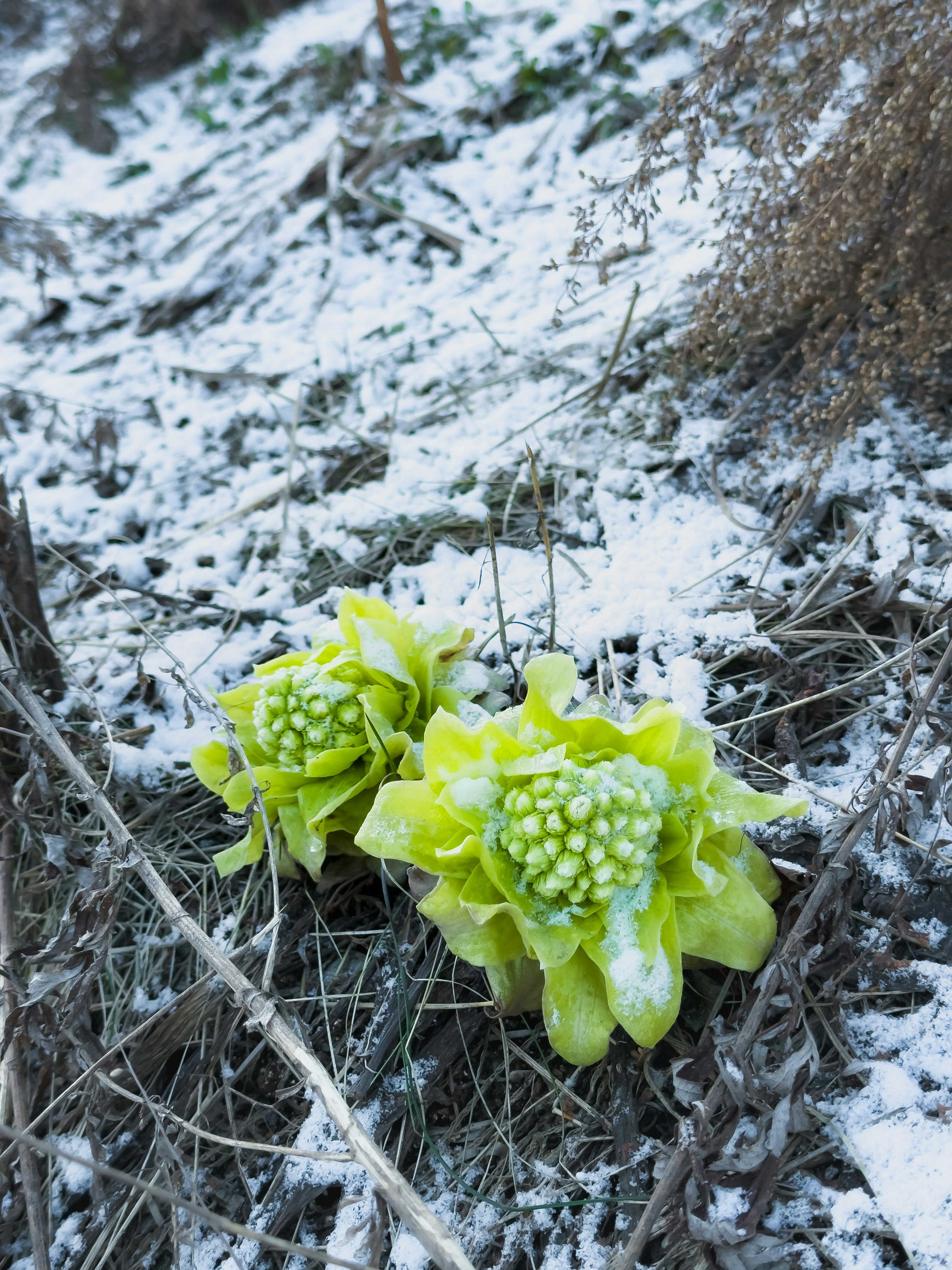 北海道洞爺湖畔の雪上に芽吹いたフキの若芽