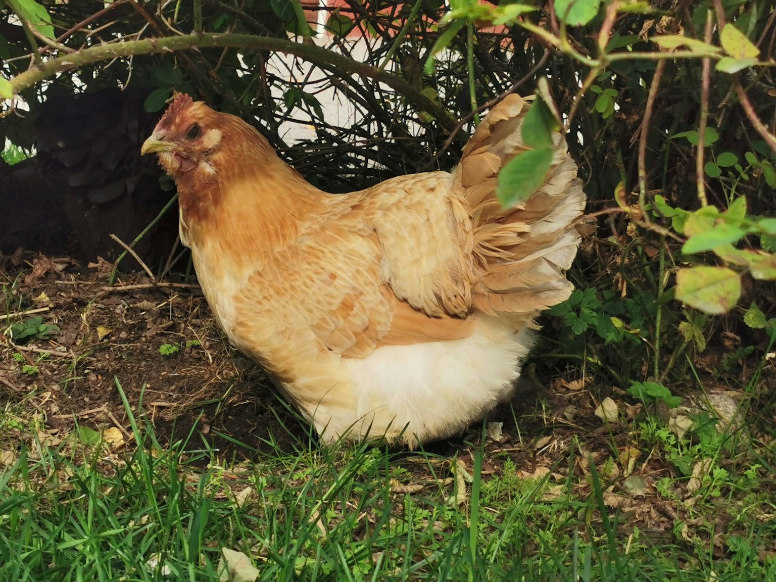 Gallina marrón caminando en la hierba entre arbustos