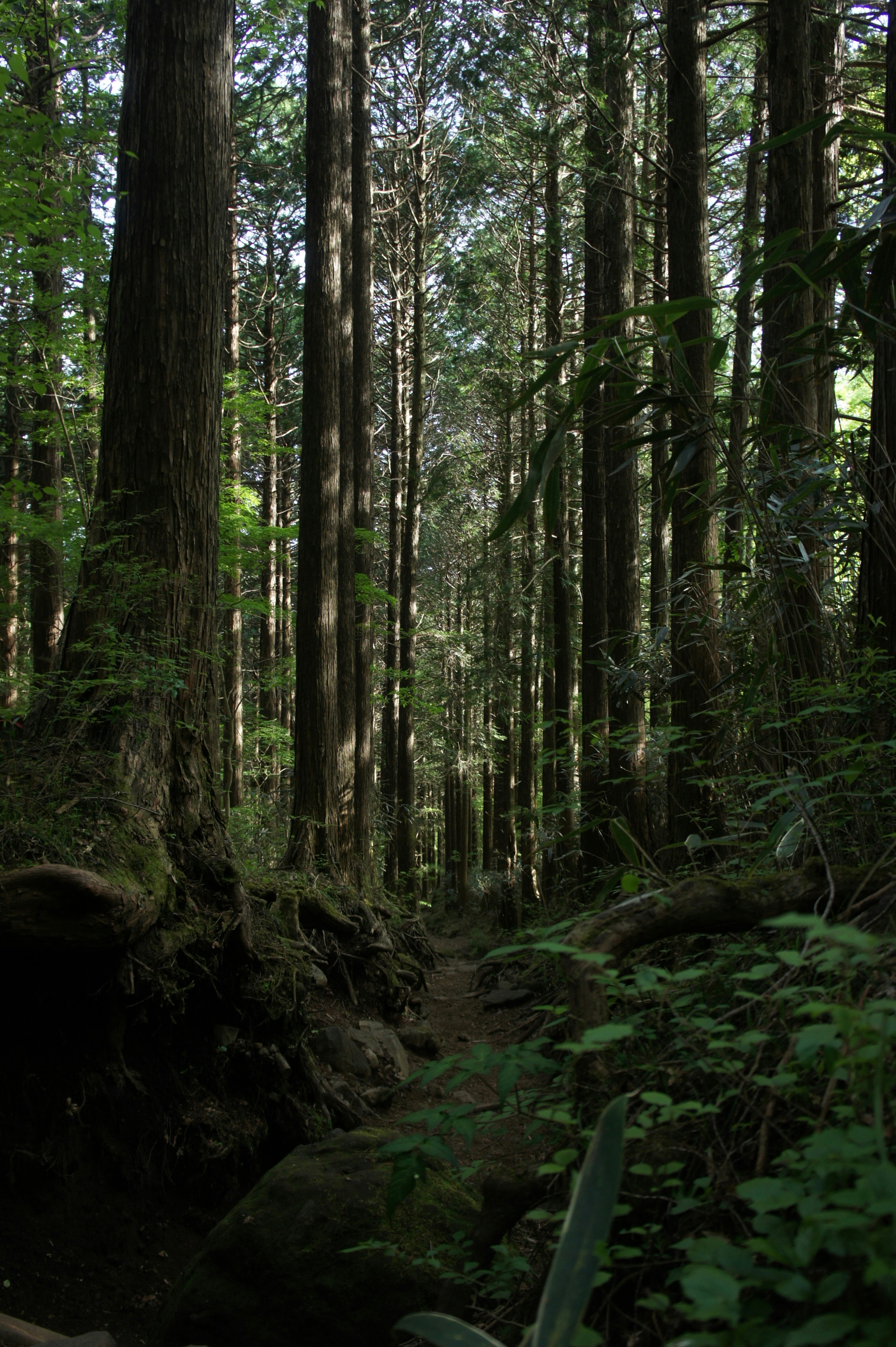alberi in una foresta fitta e sottobosco scuro