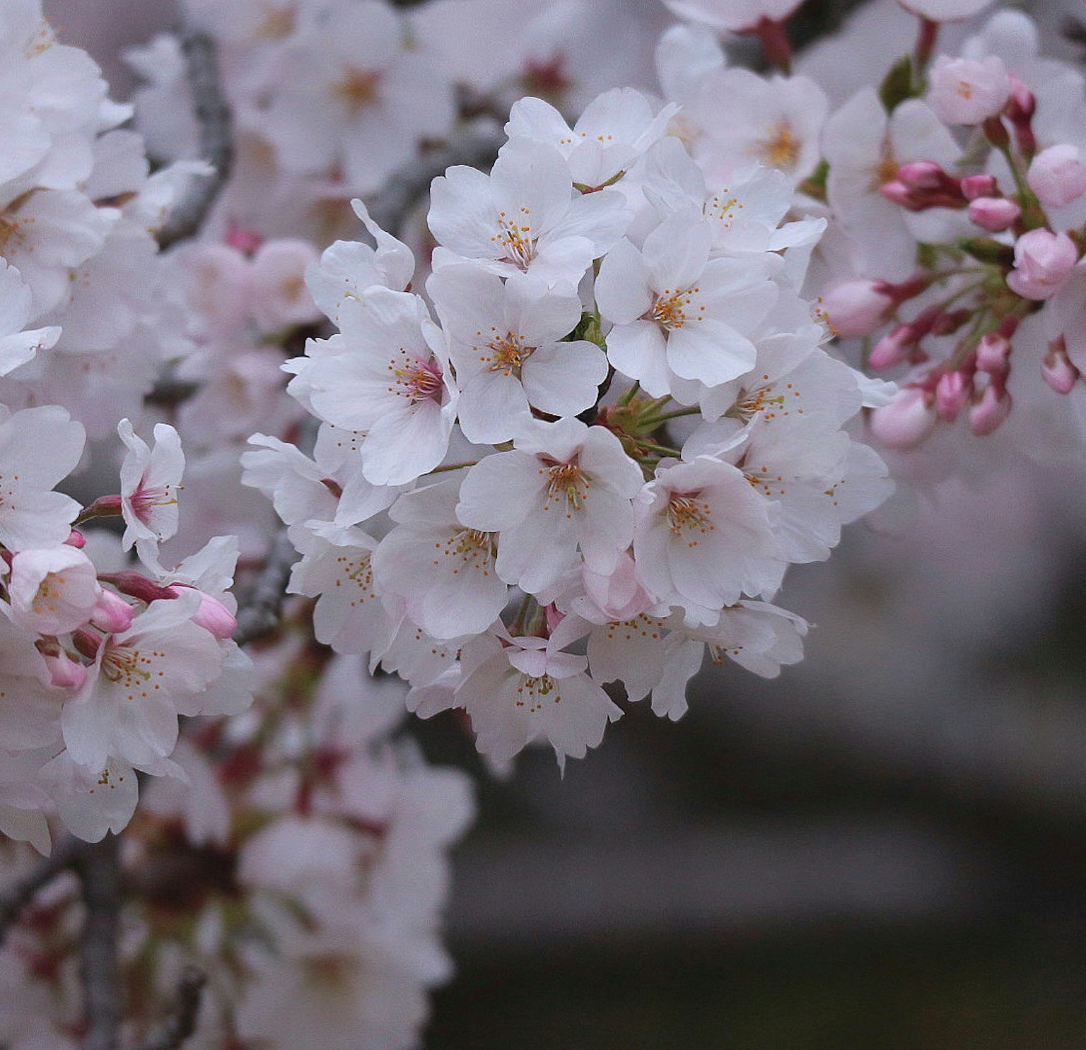 Nahaufnahme von Kirschblüten mit weißen Blütenblättern und zarten rosa Knospen