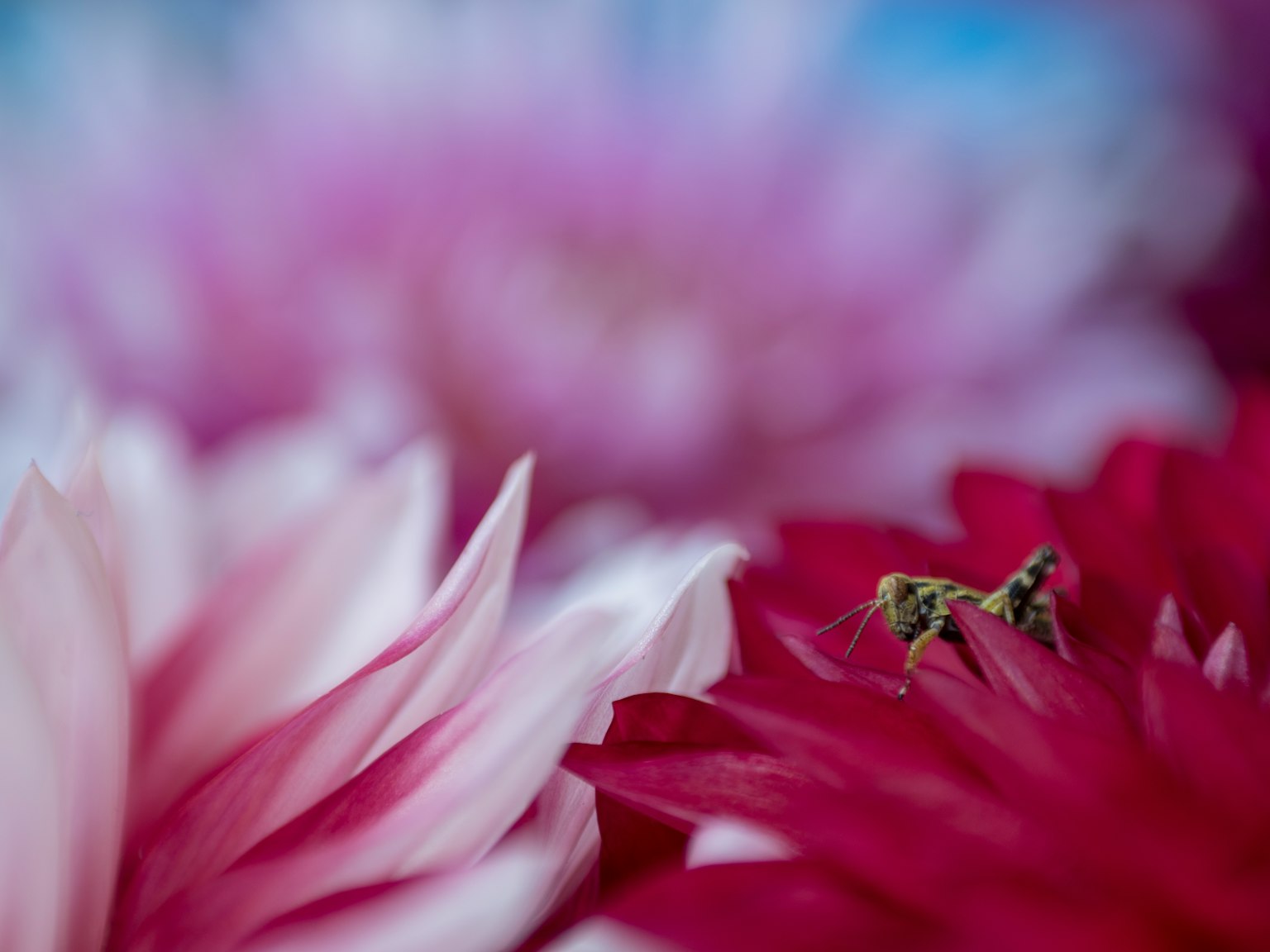 色とりどりの花びらの間にいる小さな昆虫のクローズアップ