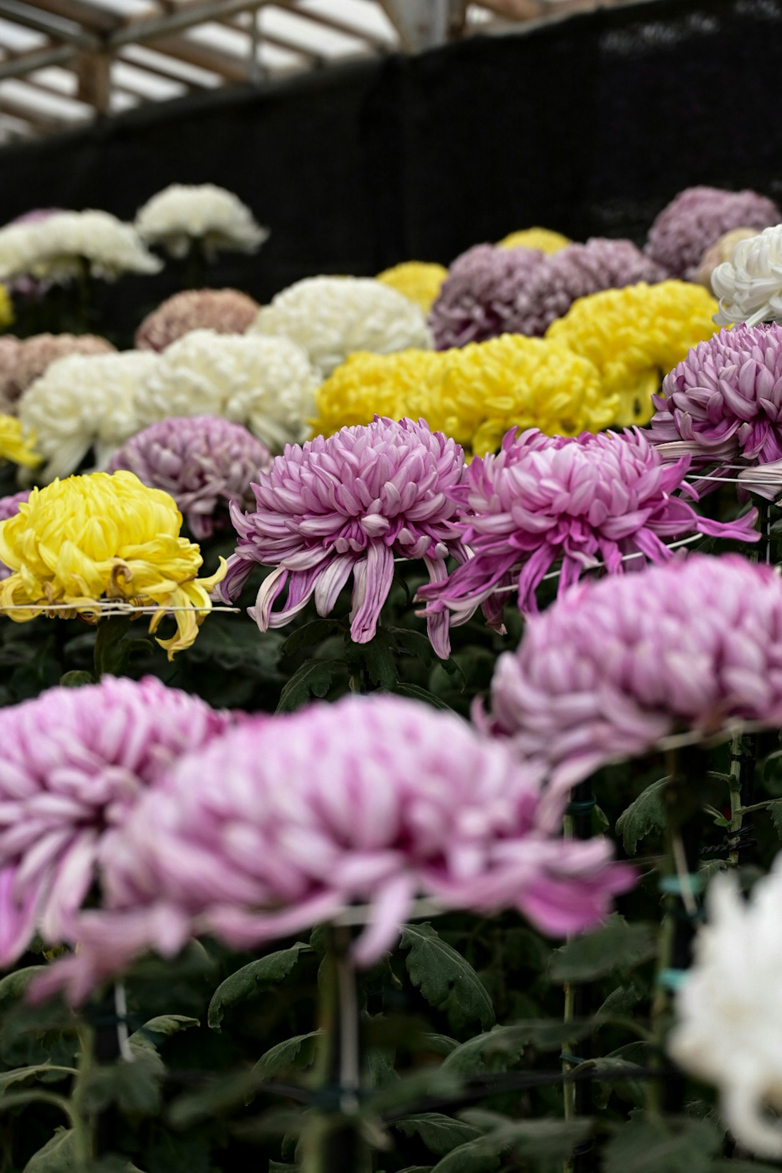 色とりどりの菊の花が咲いている温室の内部